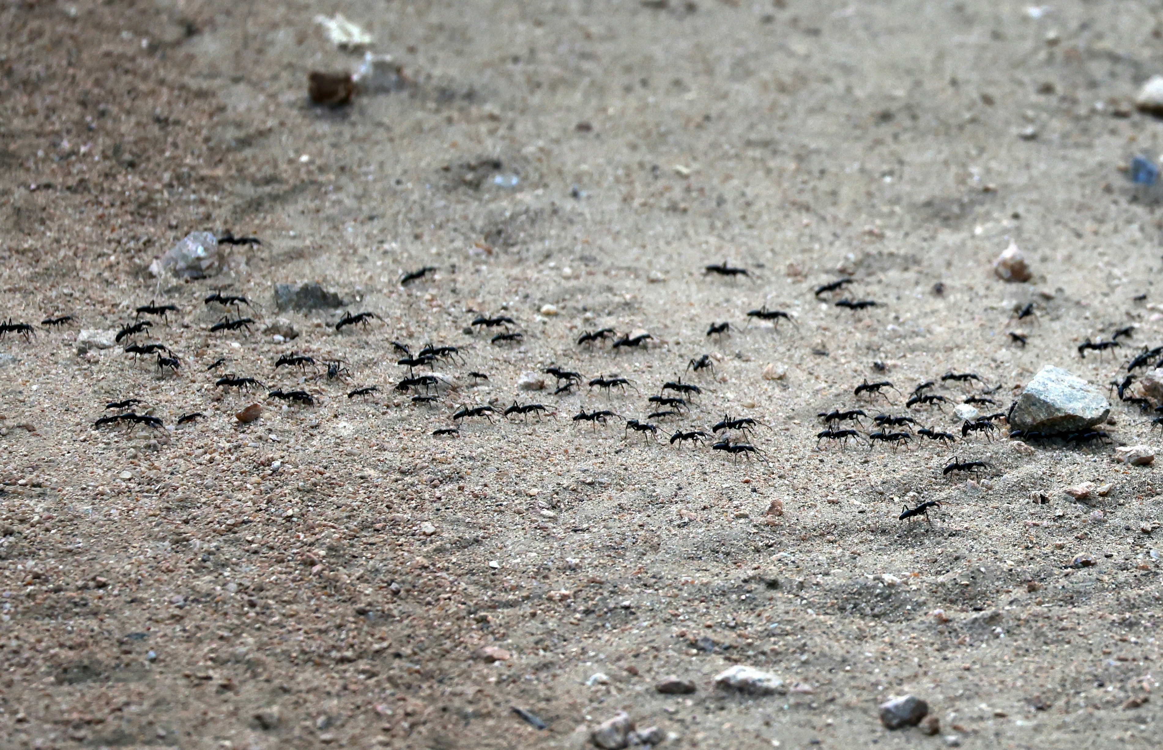 A group of black ants crawling across a sandy ground with small rocks