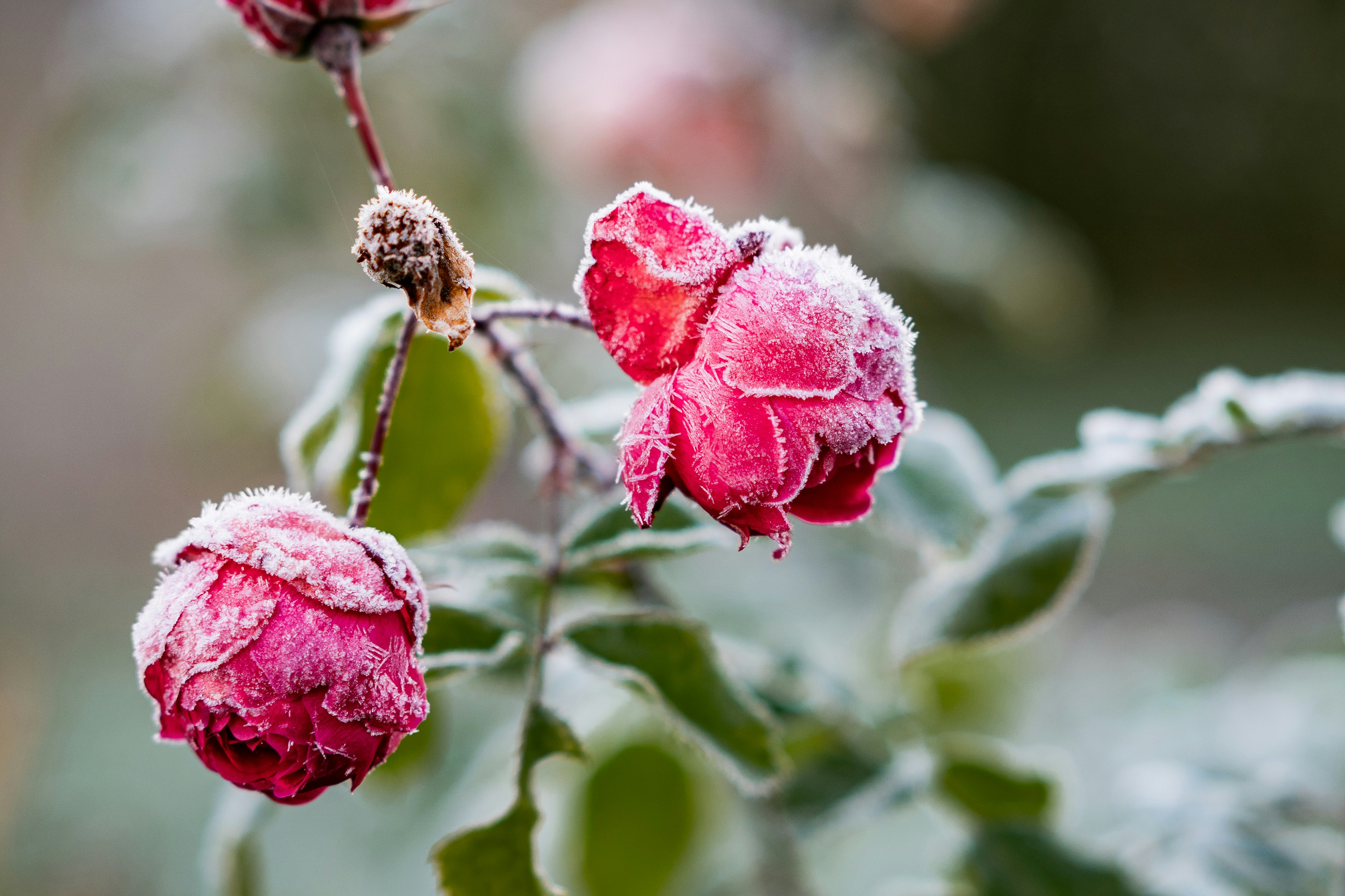 Deux roses rouges éclatantes couvertes d’un givre blanc délicat un matin d’hiver