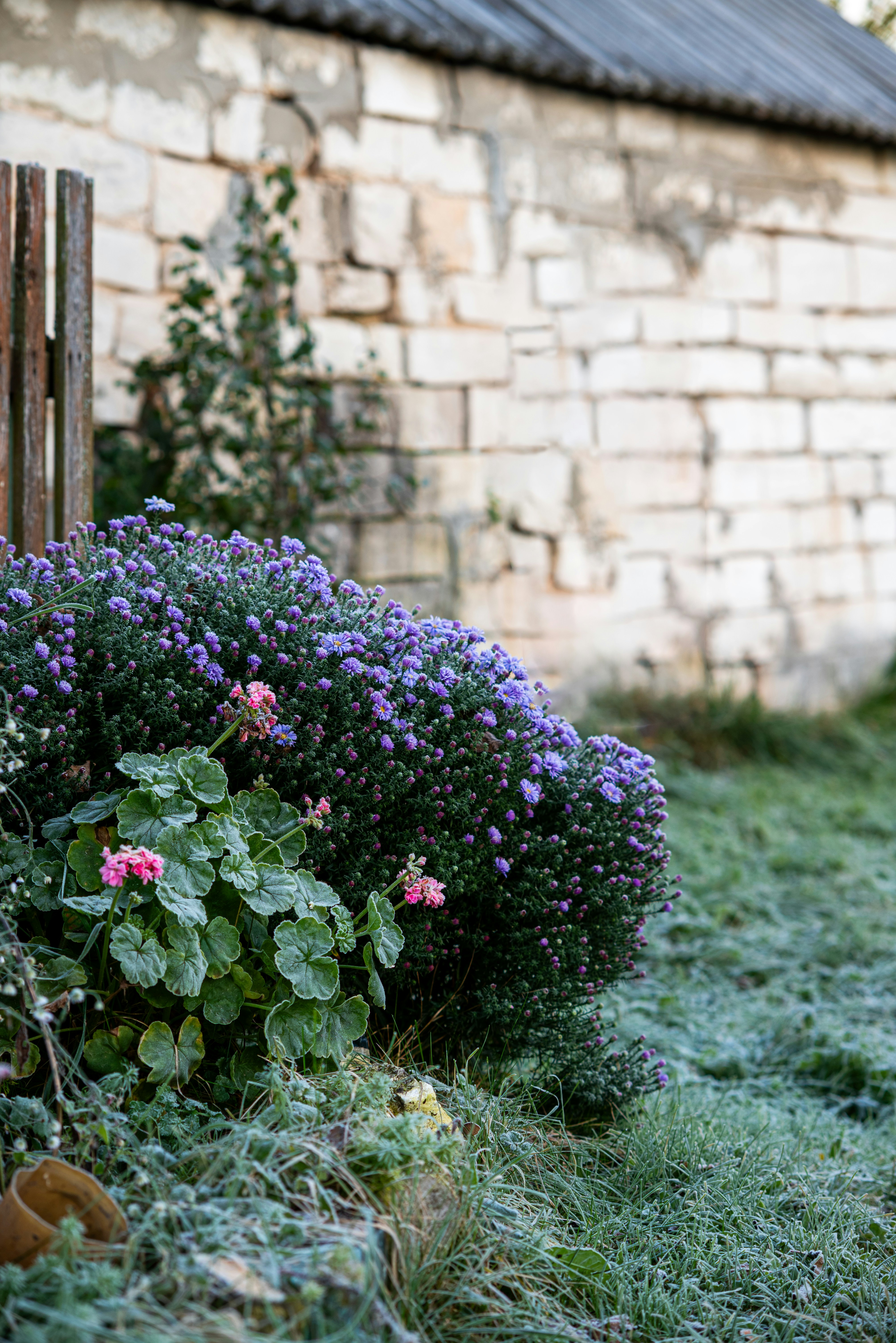 Un buisson d’asters pourpres et de géraniums roses sur une herbe couverte de givre près d’un mur de pierre