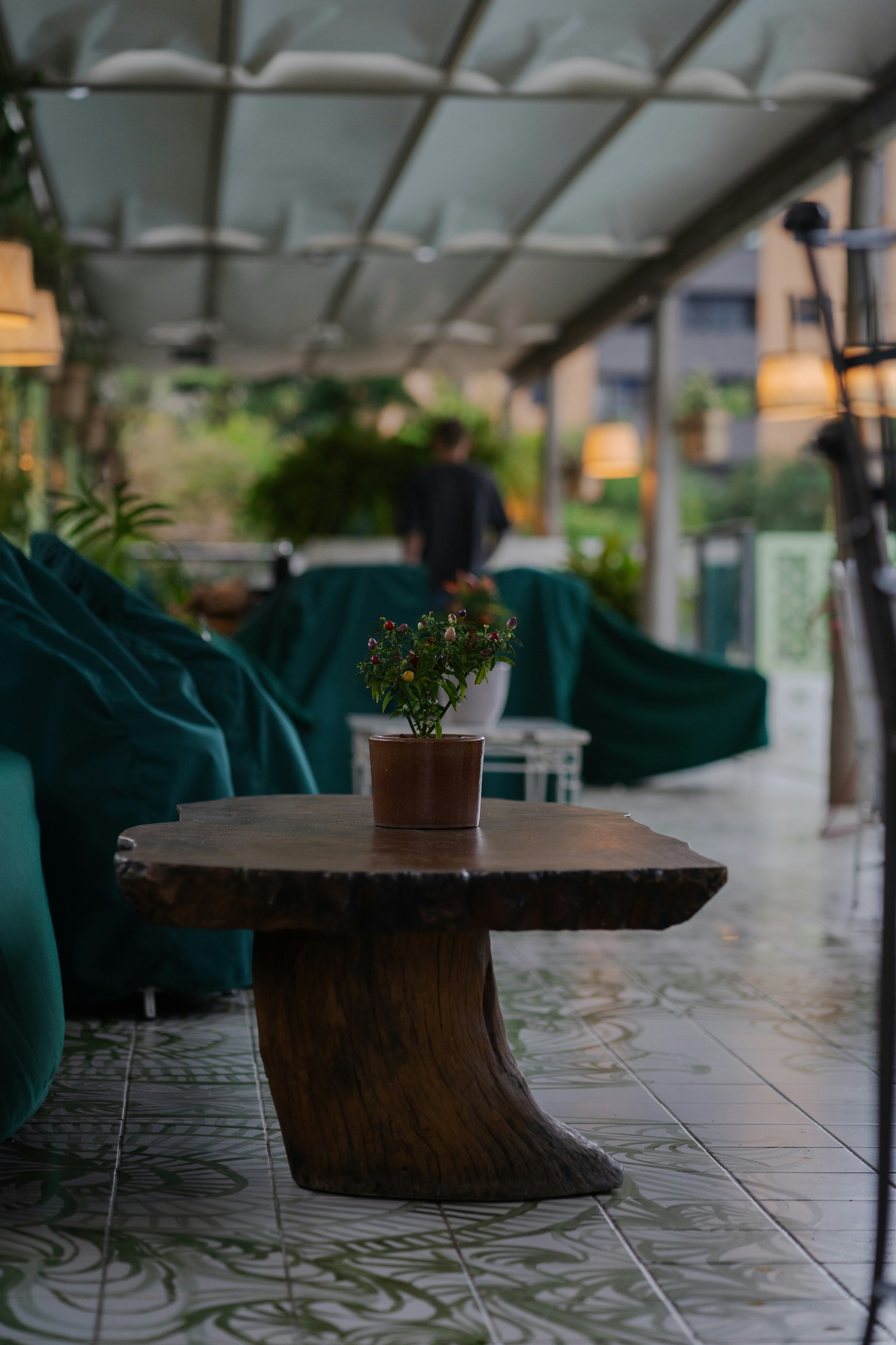 A small potted chili plant on a rustic wooden table on a patio