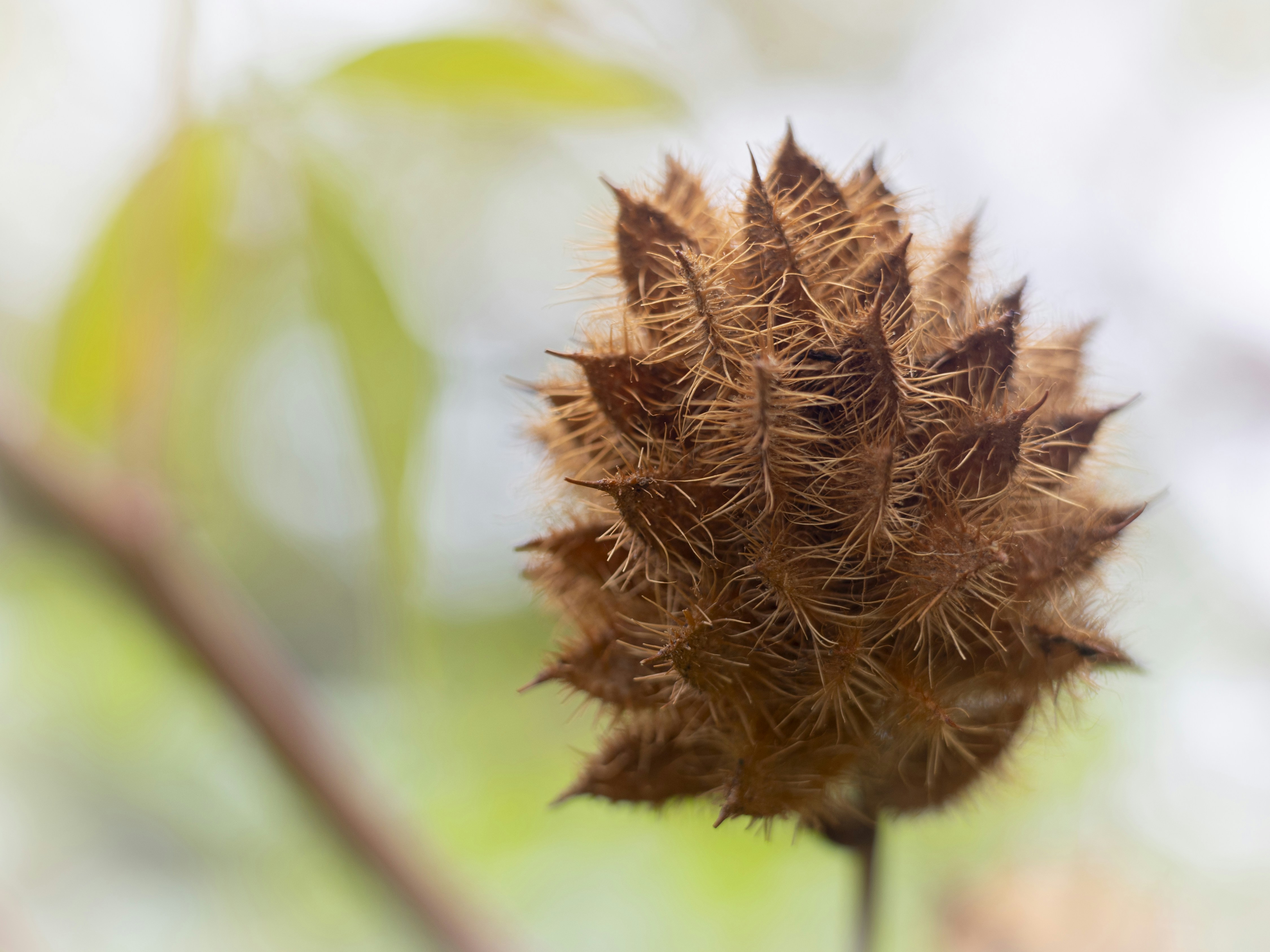 A brown spiky seed pod on a thin stem against a blurred green background