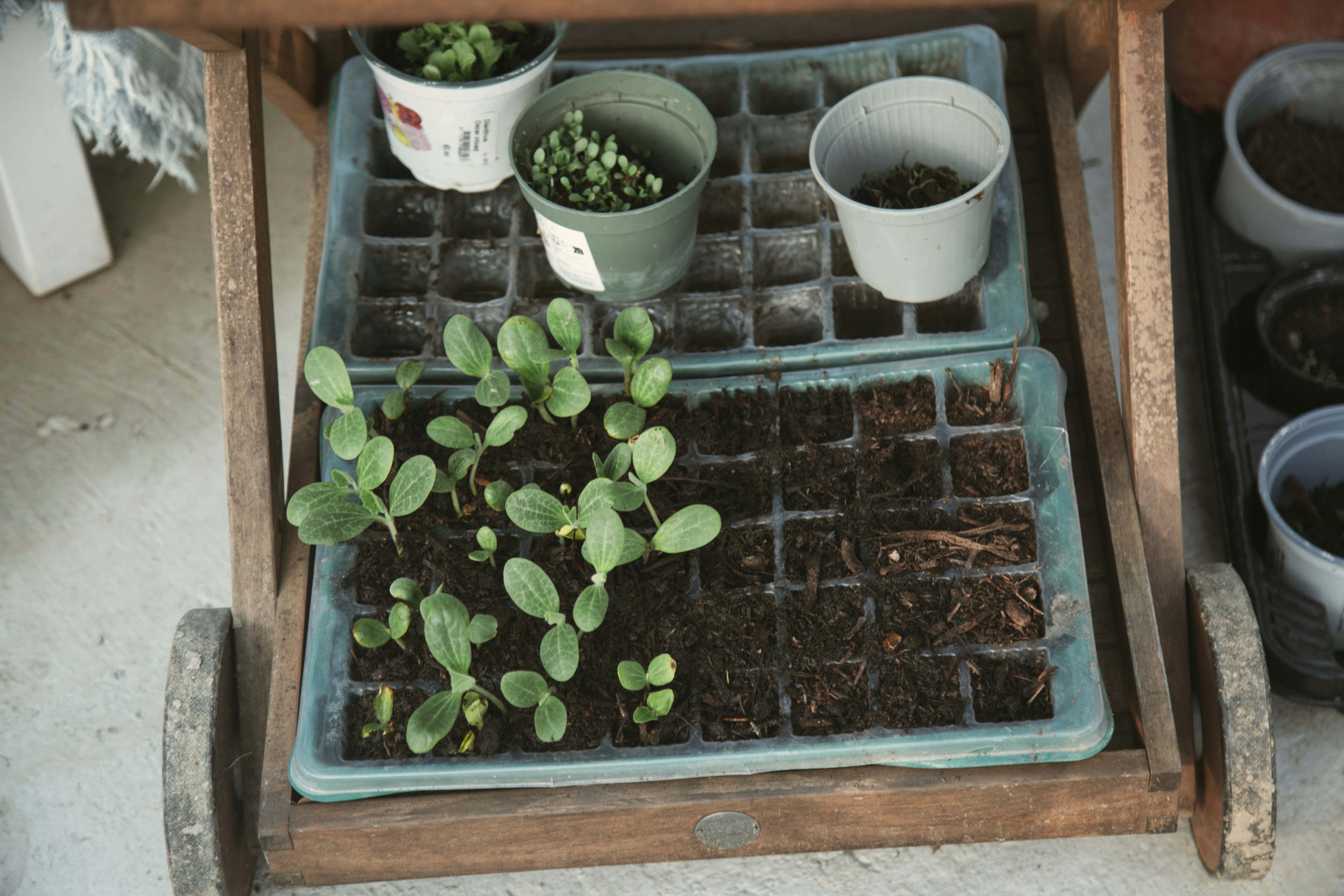 Jeunes plants verts alignés dans un plateau en plastique posé sur un chariot en bois, dans une pépinière