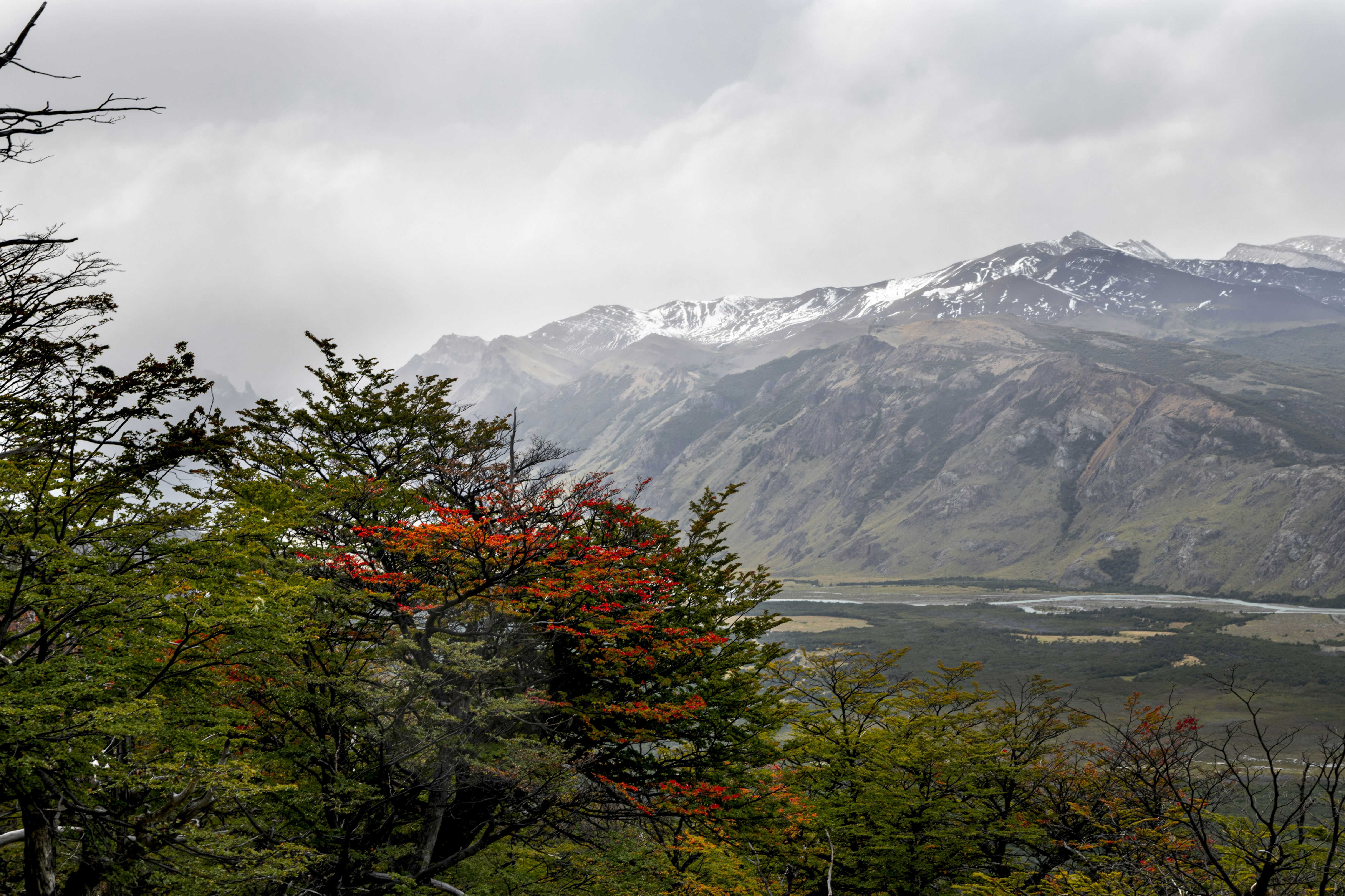 Autumnal trees with orange leaves in the foreground of snow-capped mountains