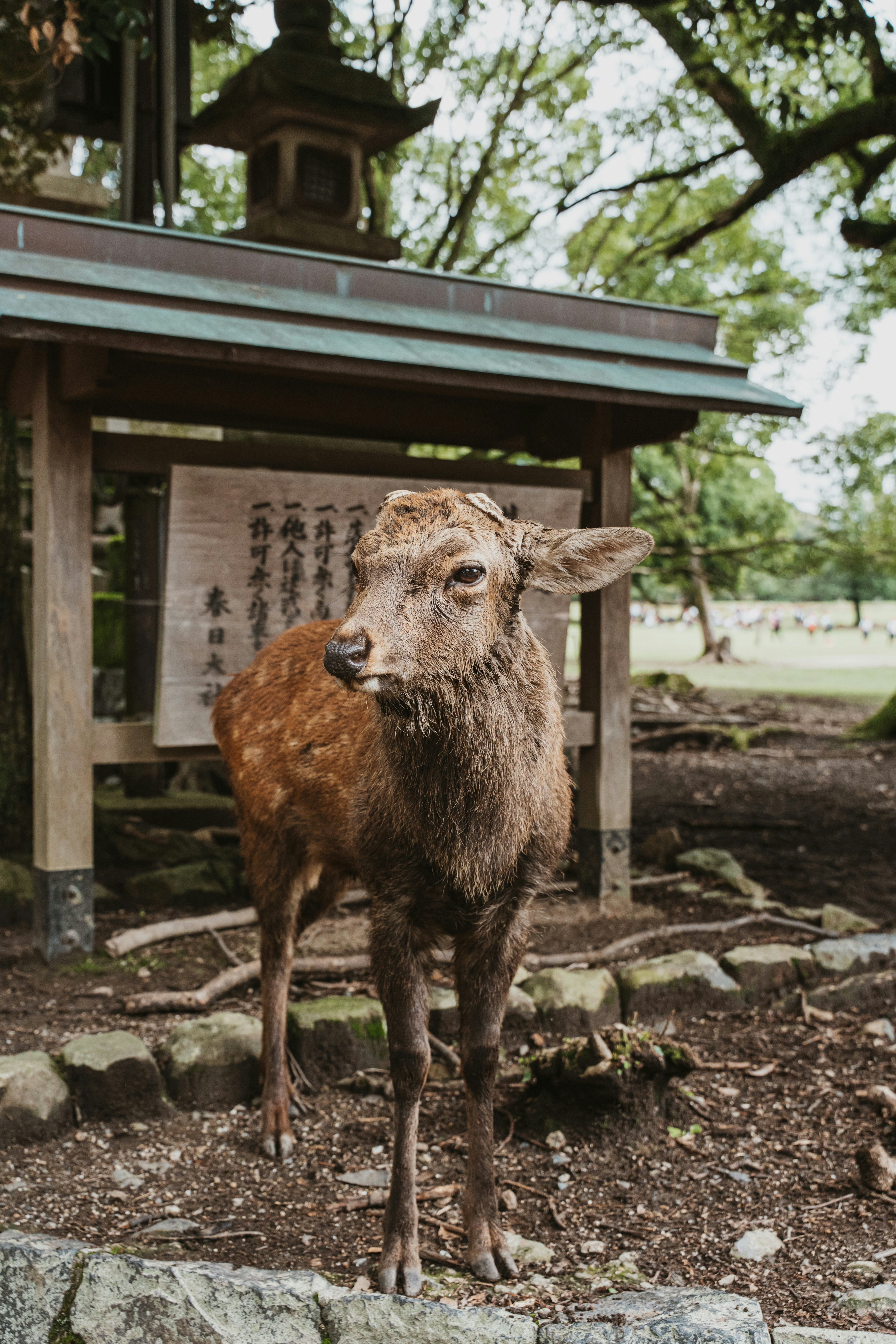 A sika deer in front of a wooden shrine structure in Nara Park