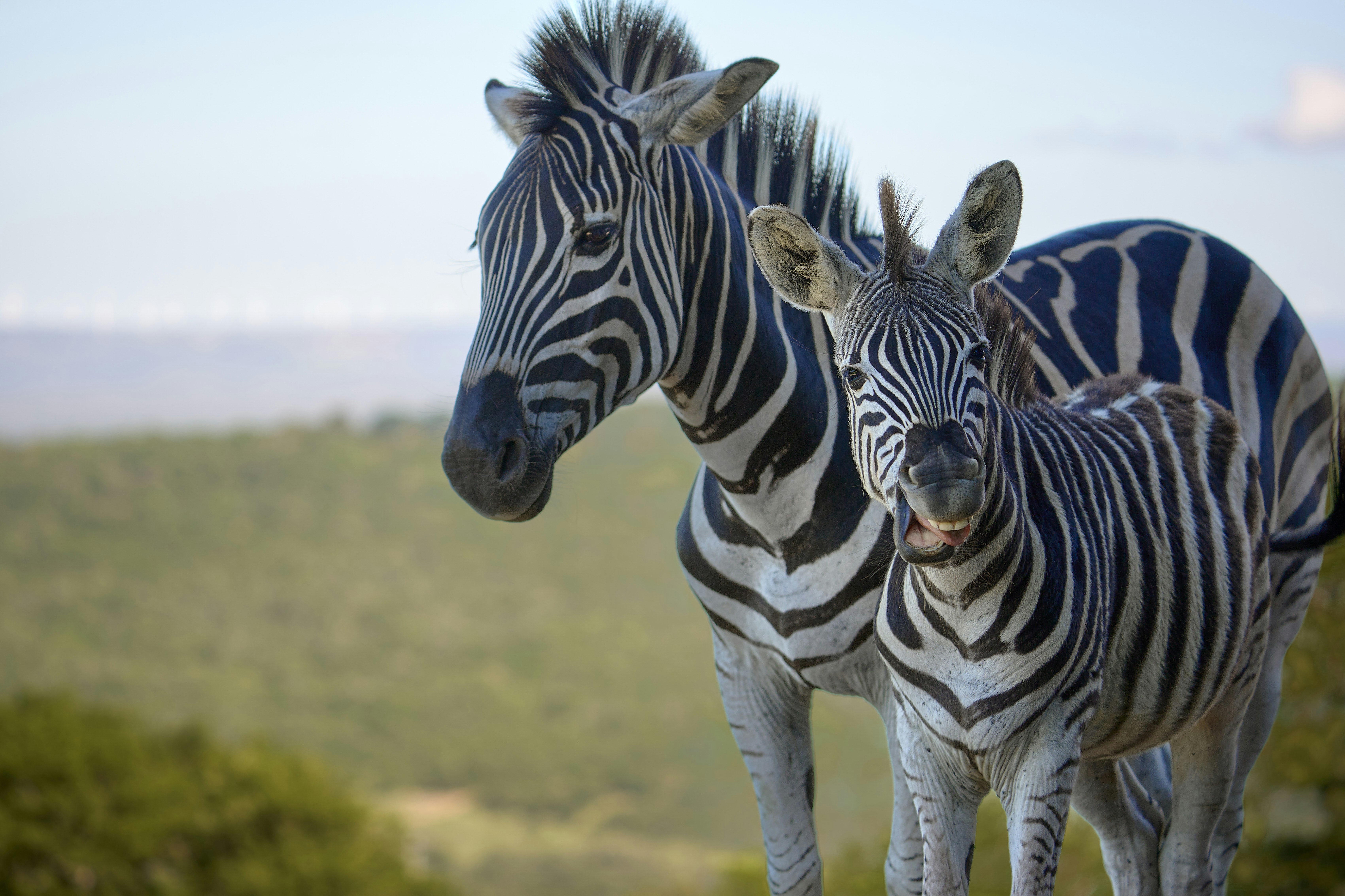An adult zebra and a foal with its mouth open in a grassy field