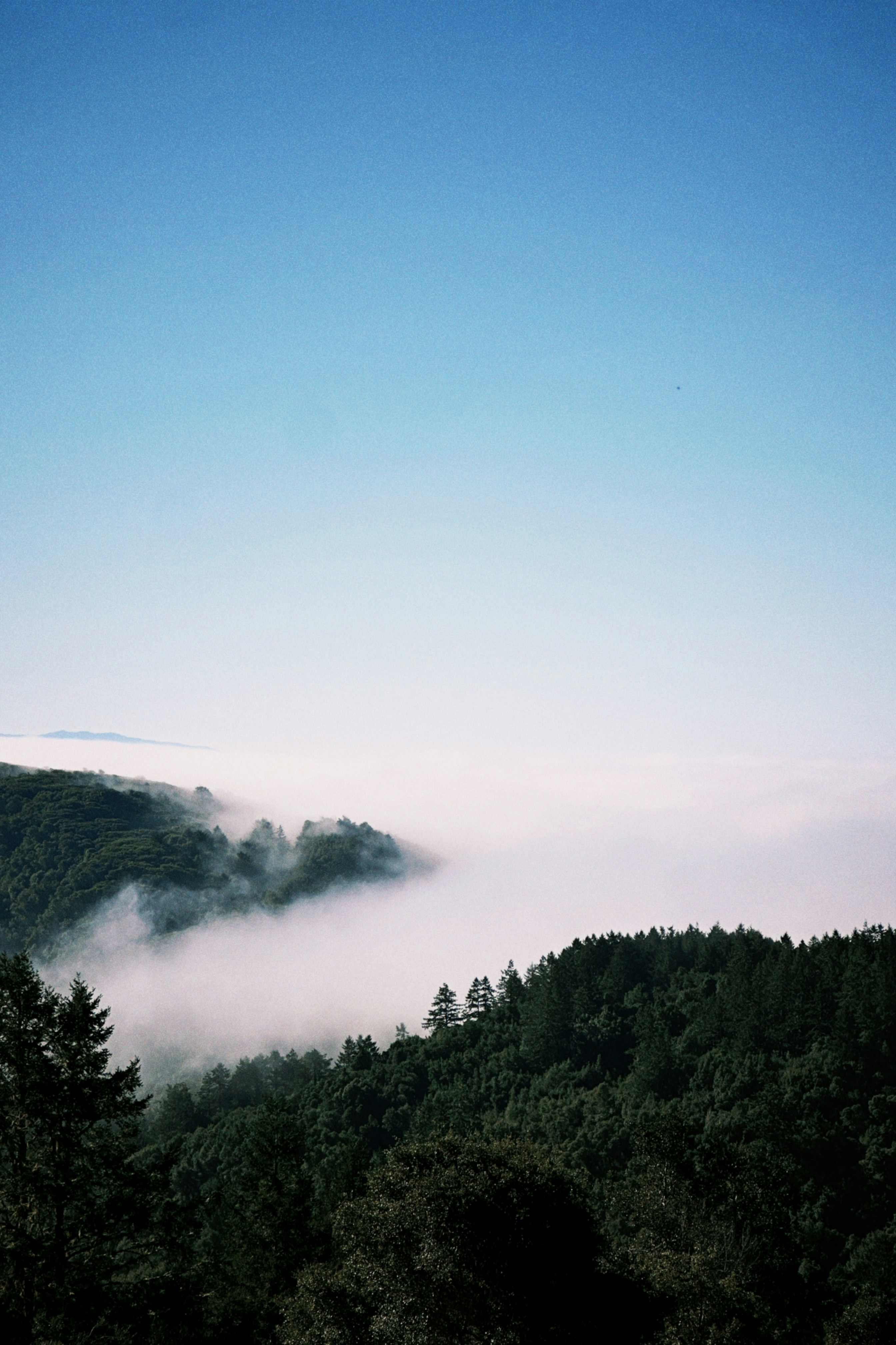 Dense forest ridges emerging from a thick layer of low clouds under a clear sky
