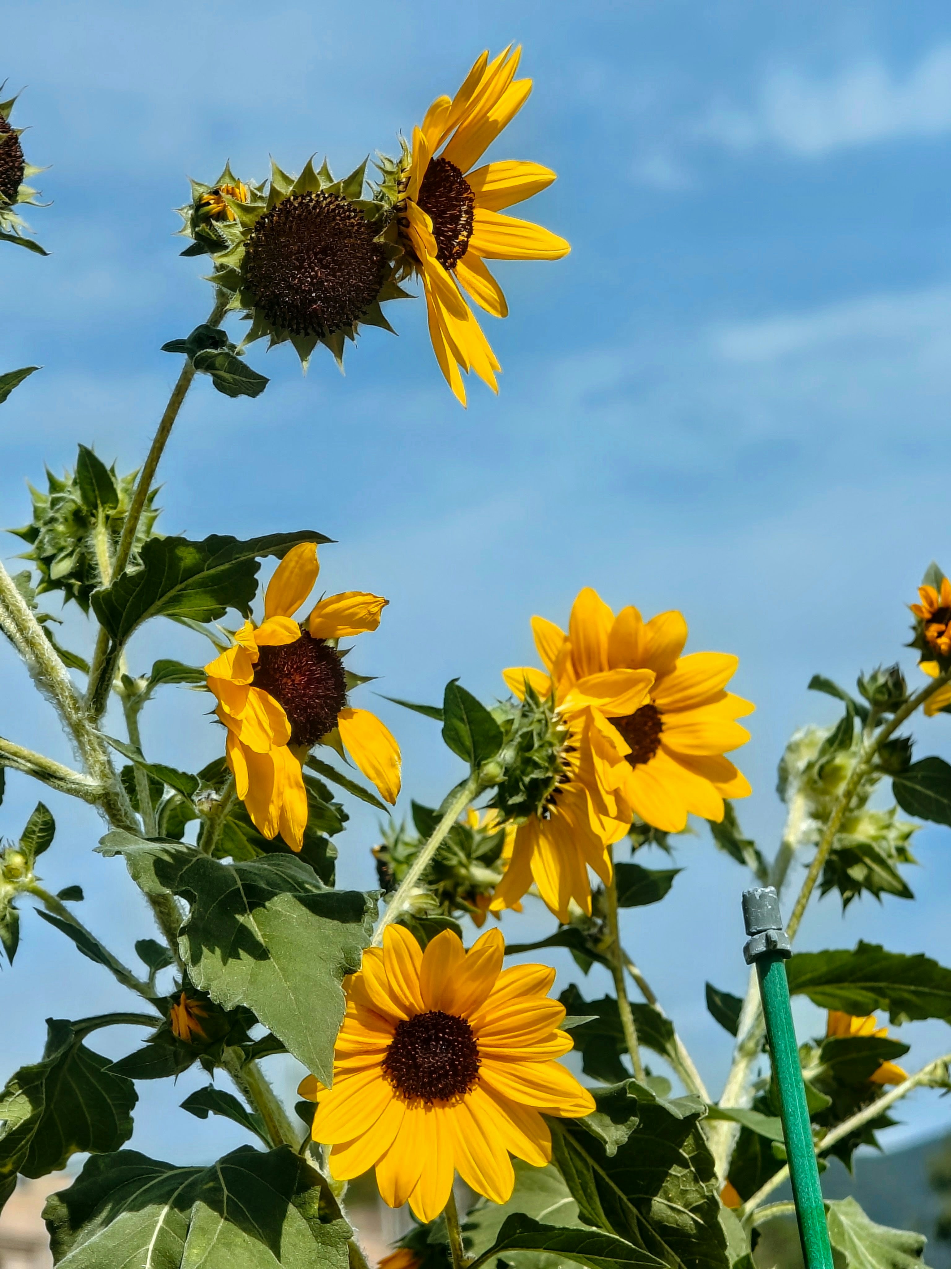 Bright yellow sunflowers with dark centers against a clear blue sky