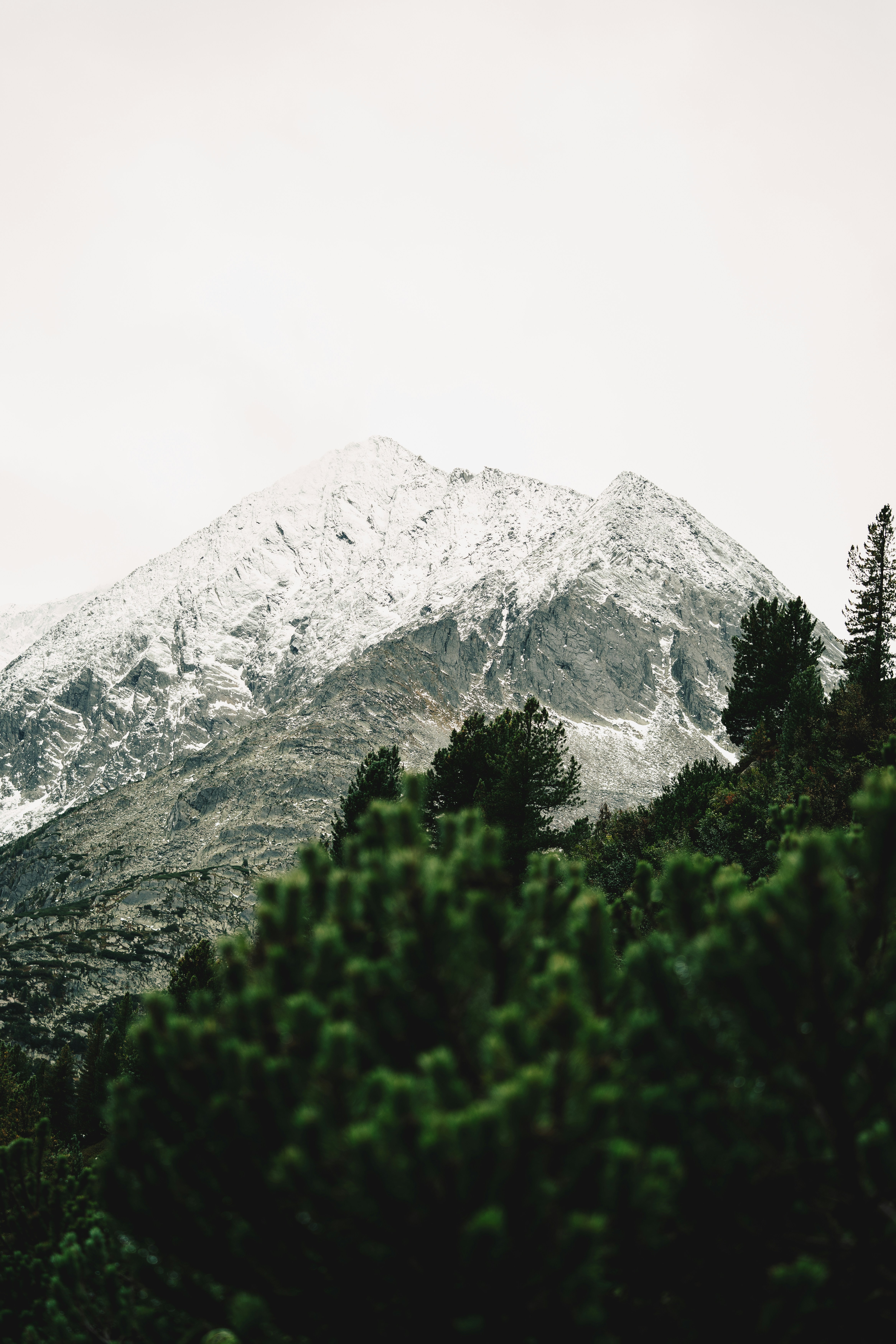 Snow-capped mountain peak rising above a foreground of dark green pine trees