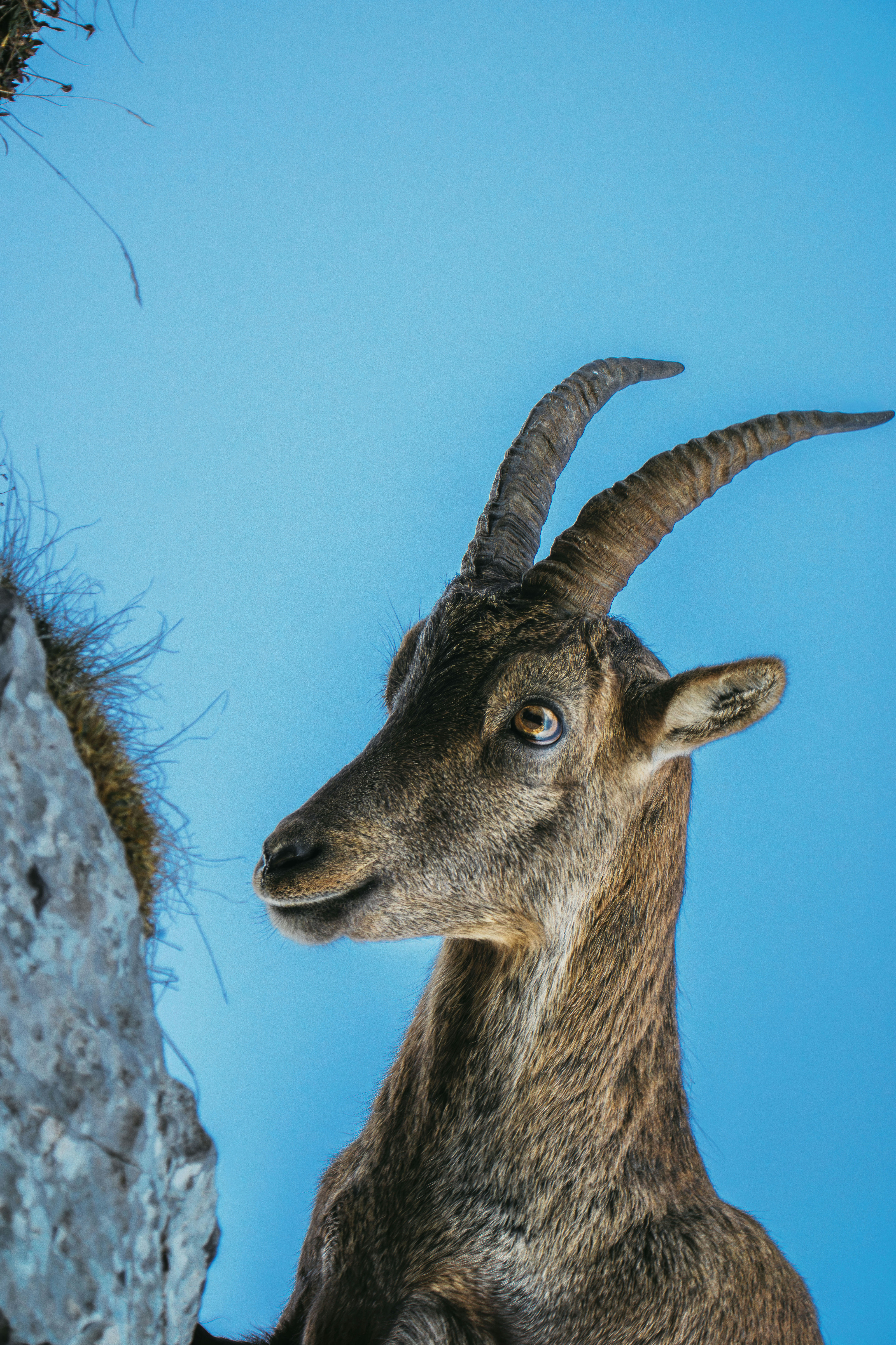 An ibex with curved horns beside a rocky cliff against a blue sky