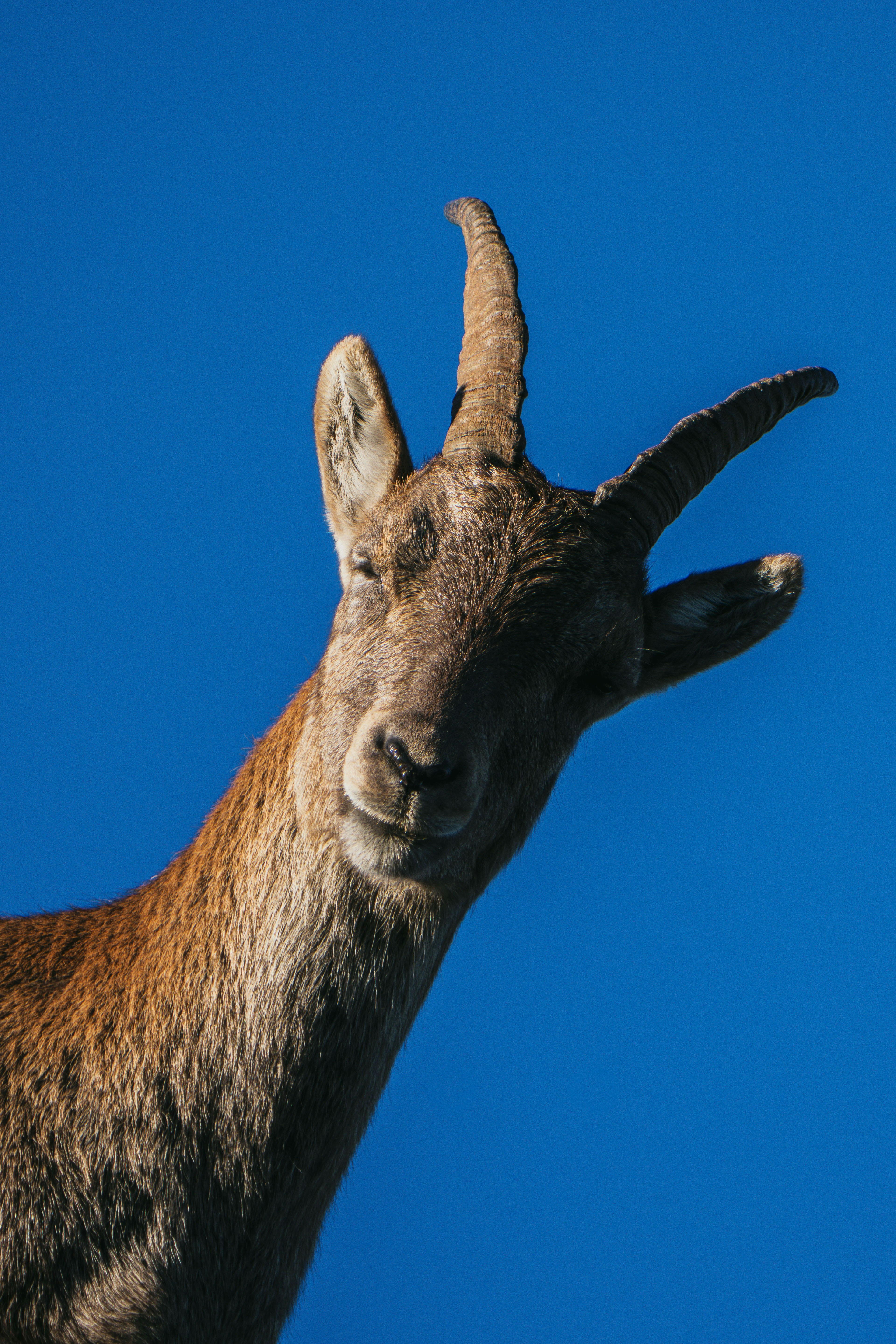 An ibex with curved horns against a clear blue sky
