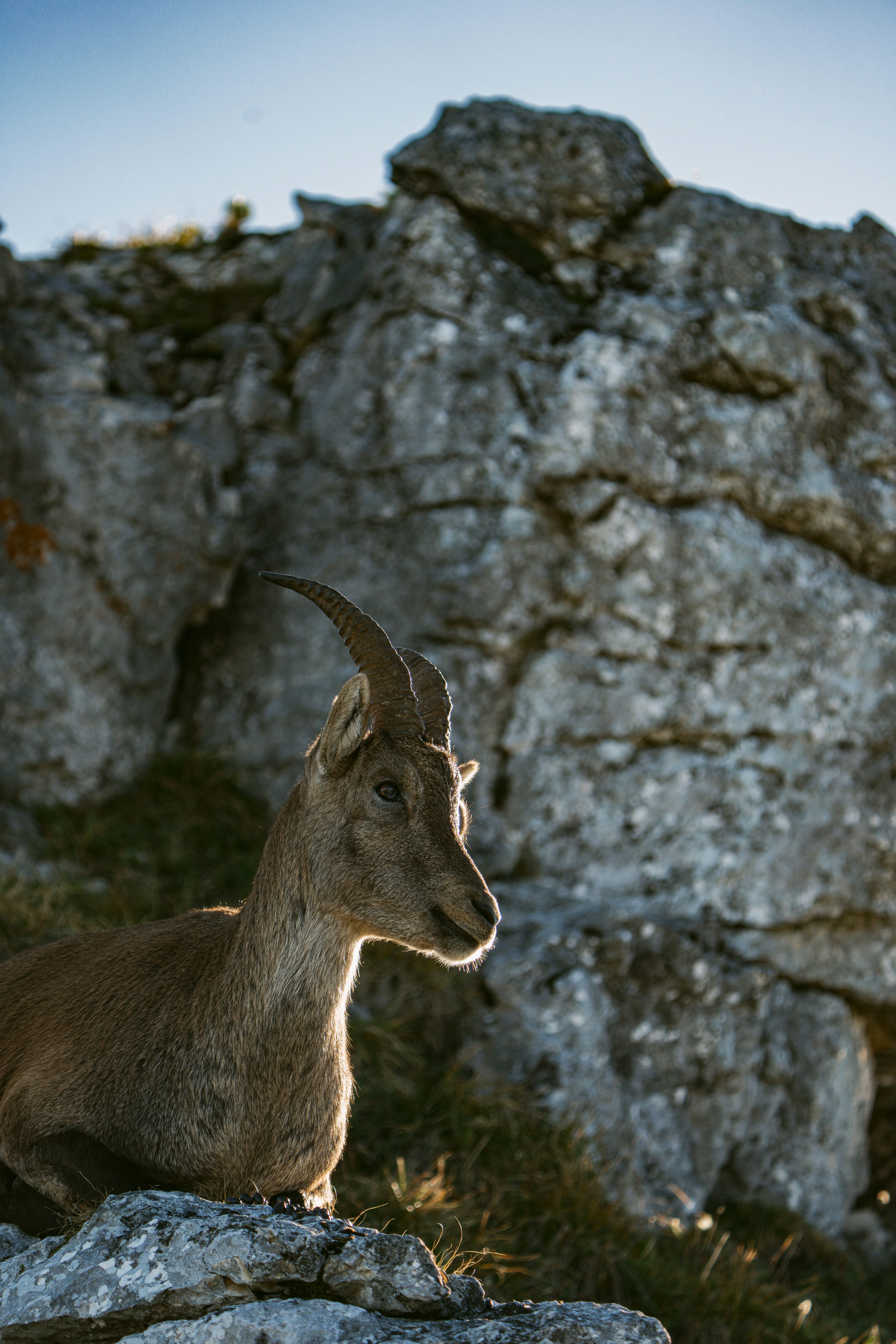 An ibex with curved horns resting on a rocky outcrop in low light