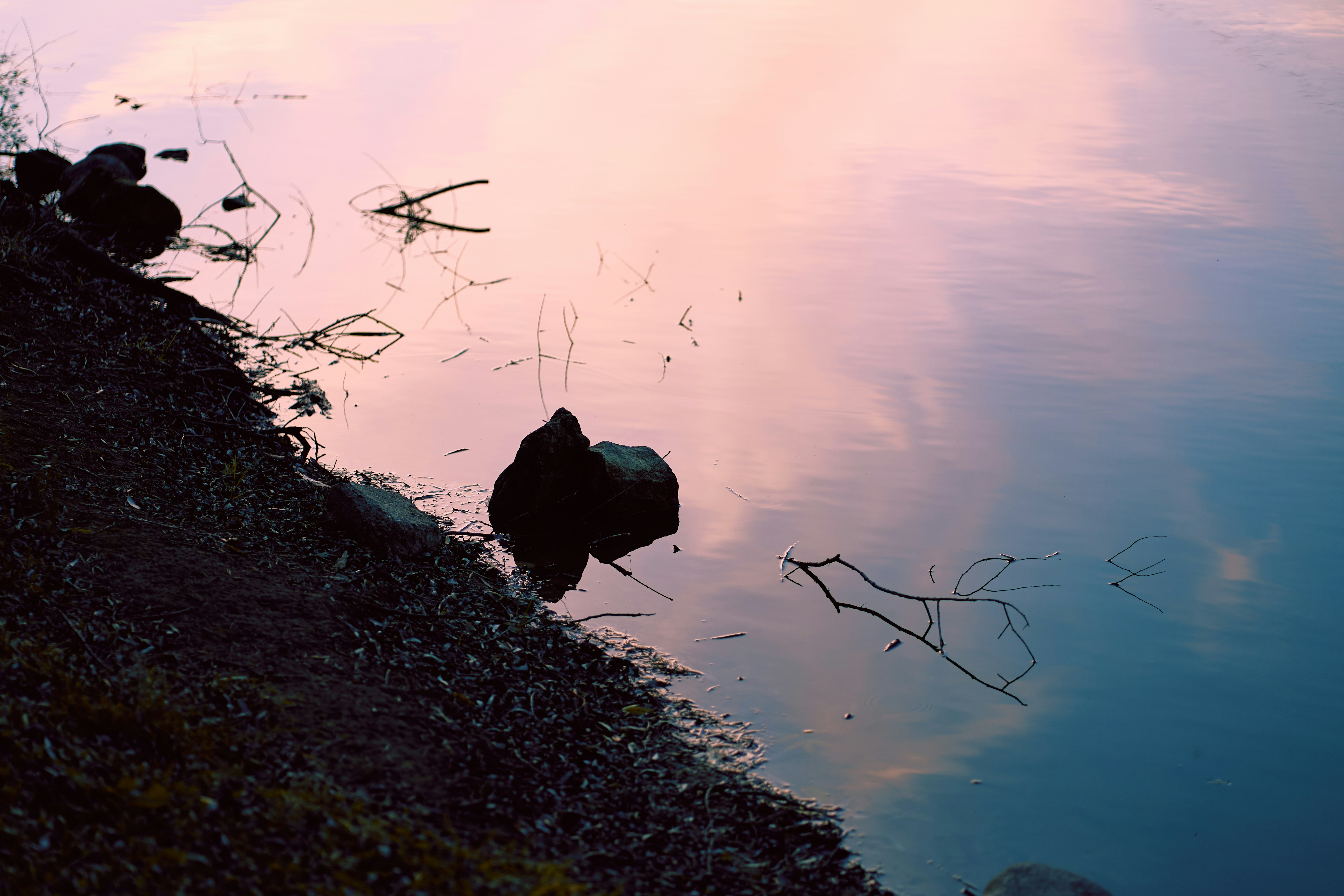 A dark rock and a bare branch in calm water reflecting a soft pink sky
