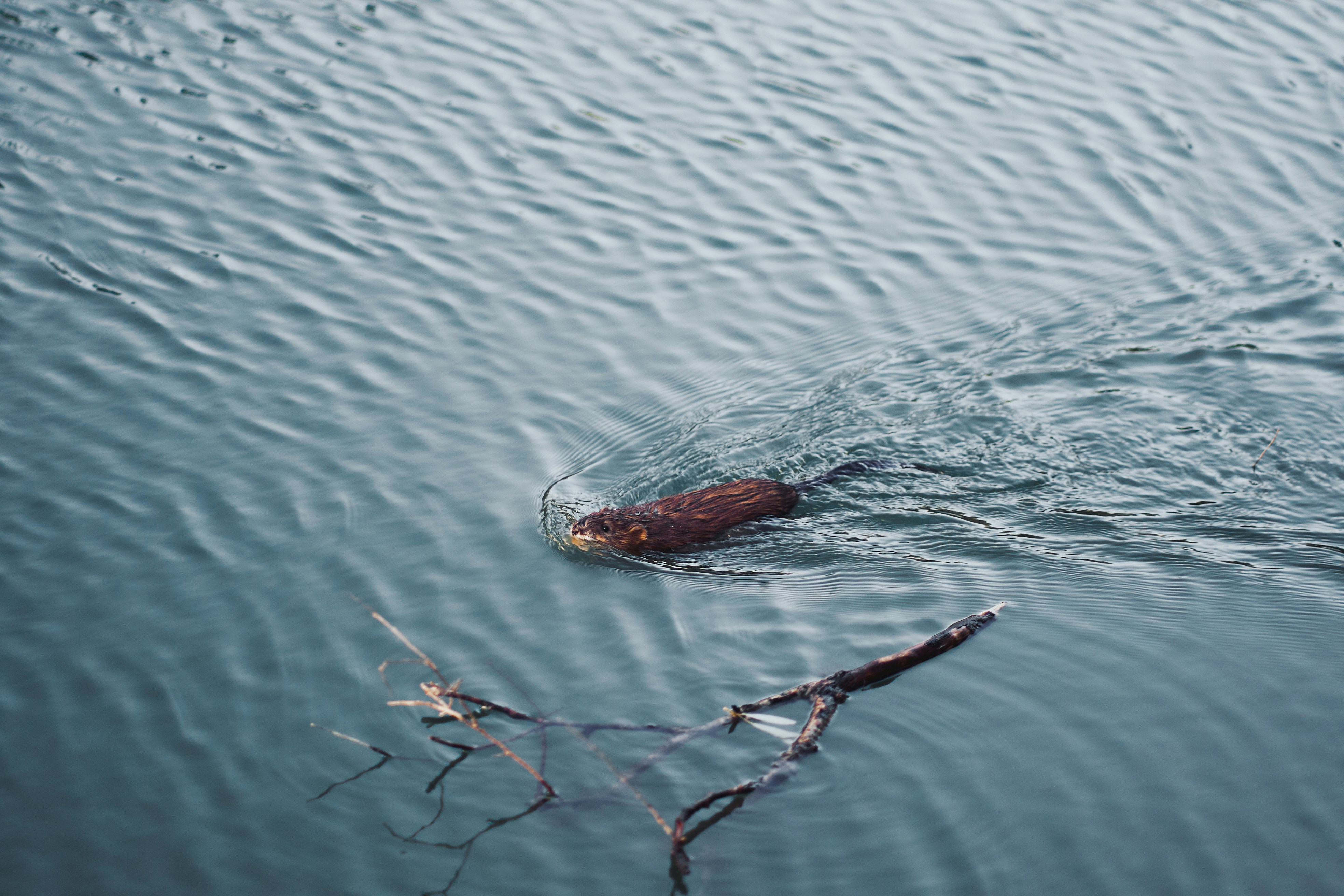 A muskrat swimming across the surface of a calm lake near a submerged branch
