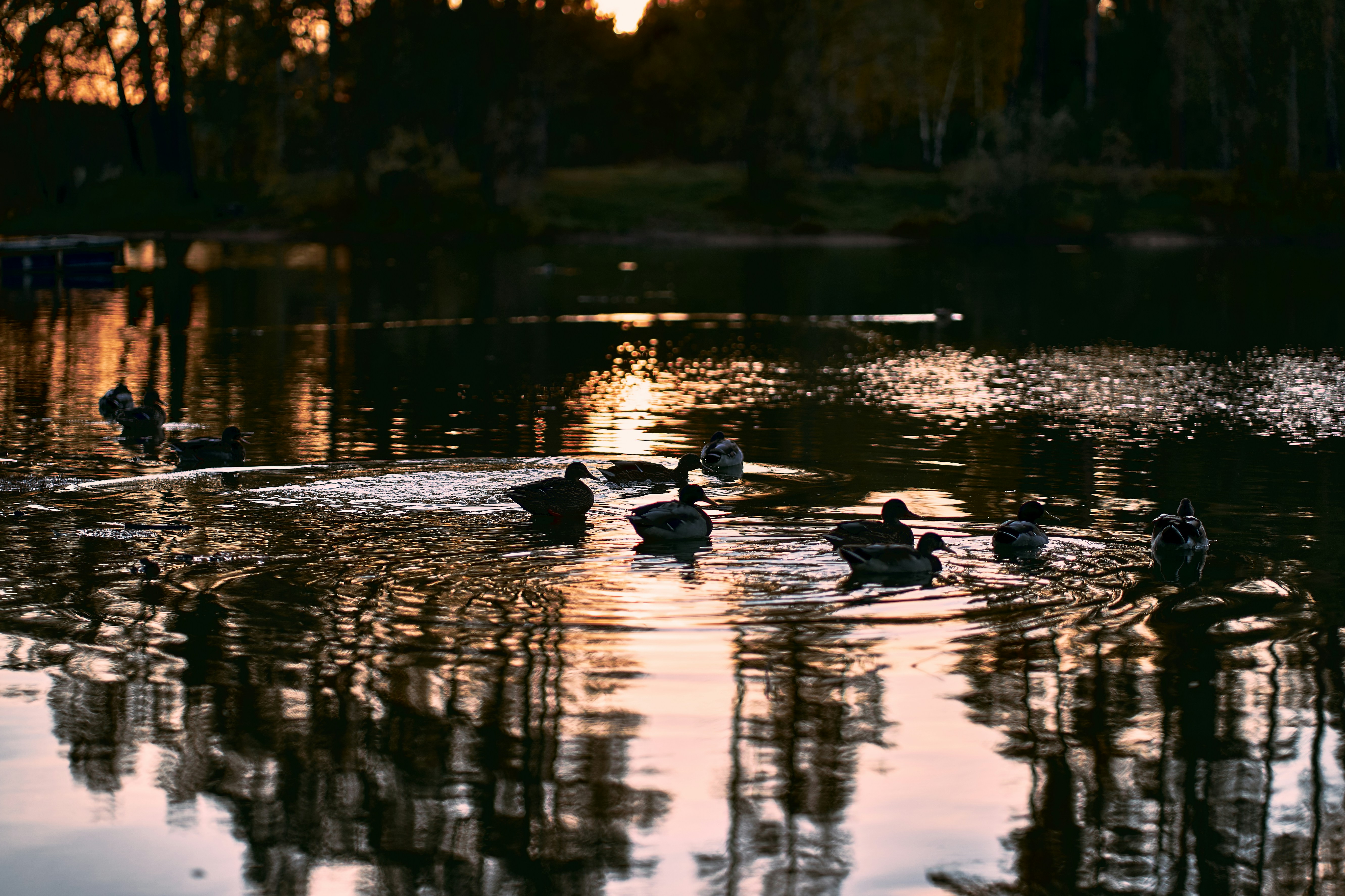 Ducks swimming on a calm lake reflecting the warm light of a low sun