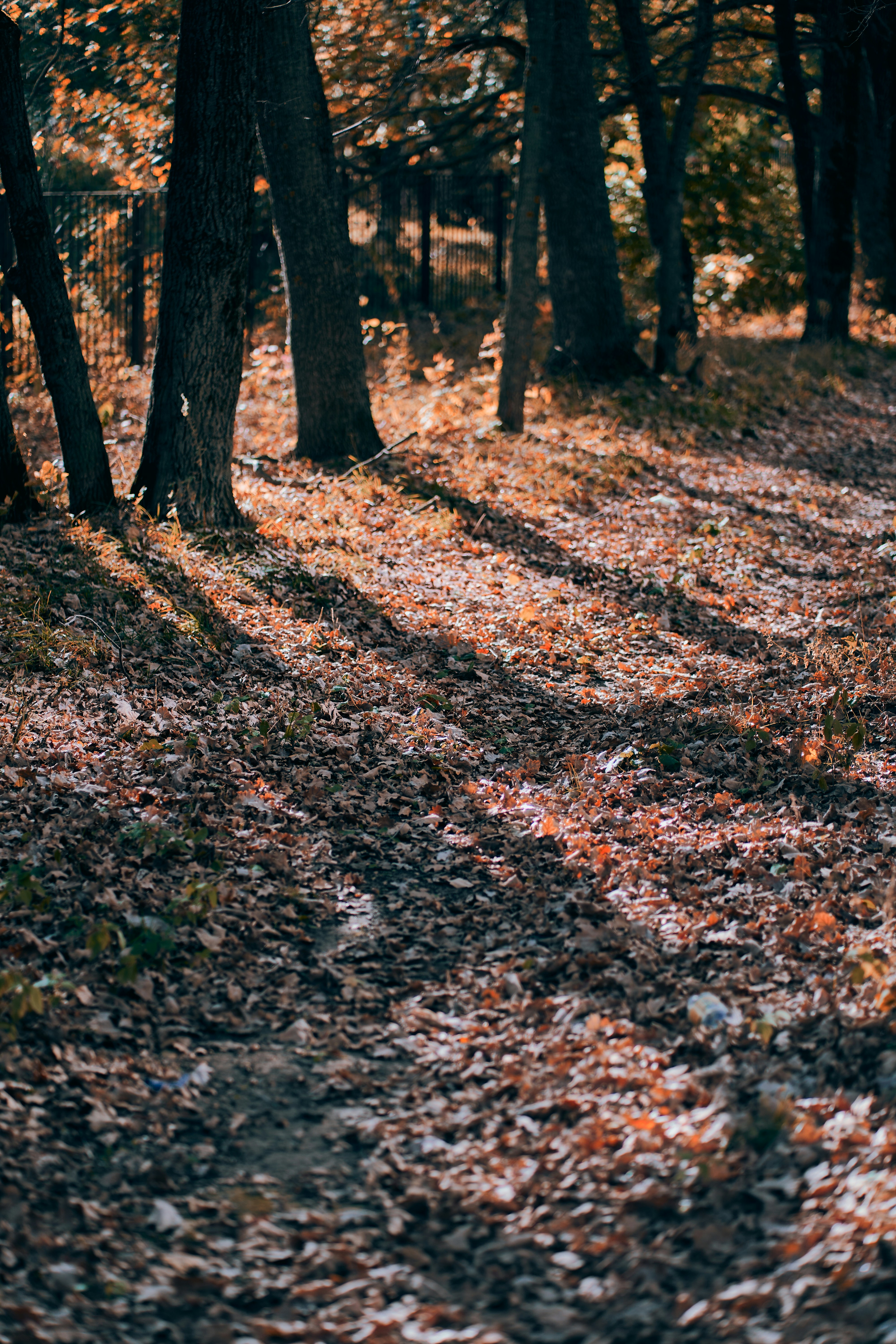 A forest floor covered in fallen autumn leaves with long shadows cast by trees