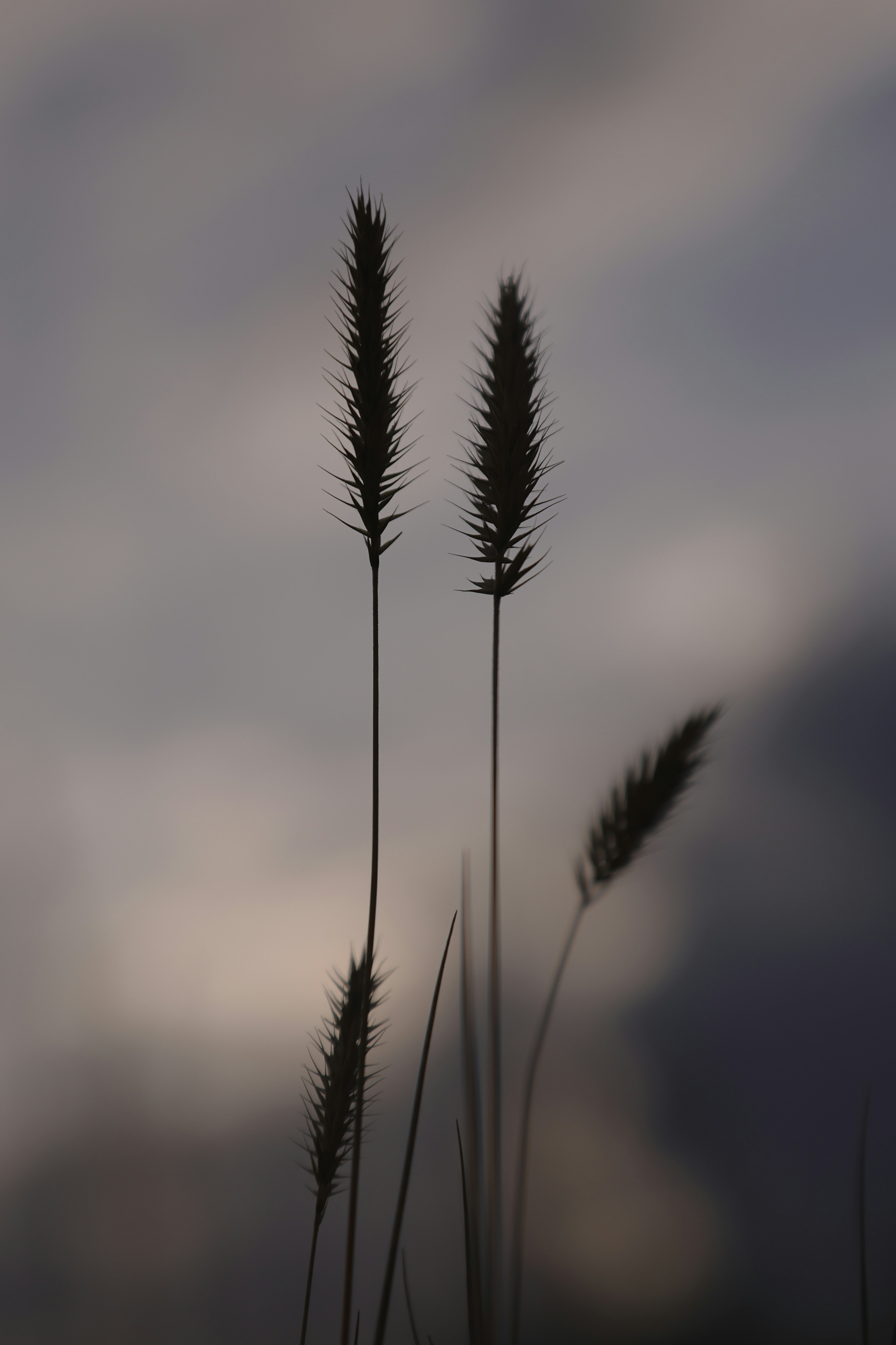 Silhouettes of four grass stalks against a soft grey cloudy sky