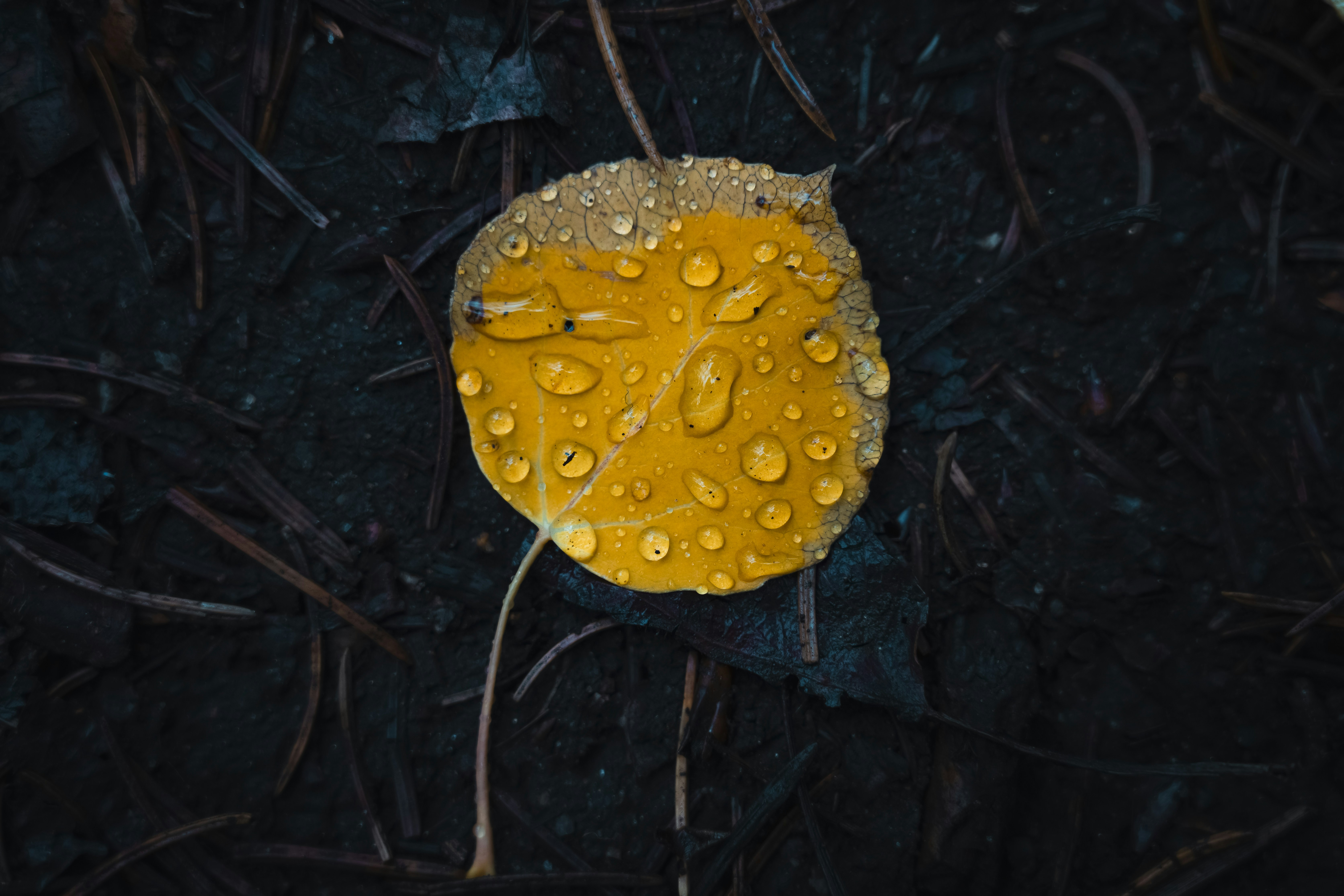 A golden aspen leaf covered in water droplets on dark damp forest soil