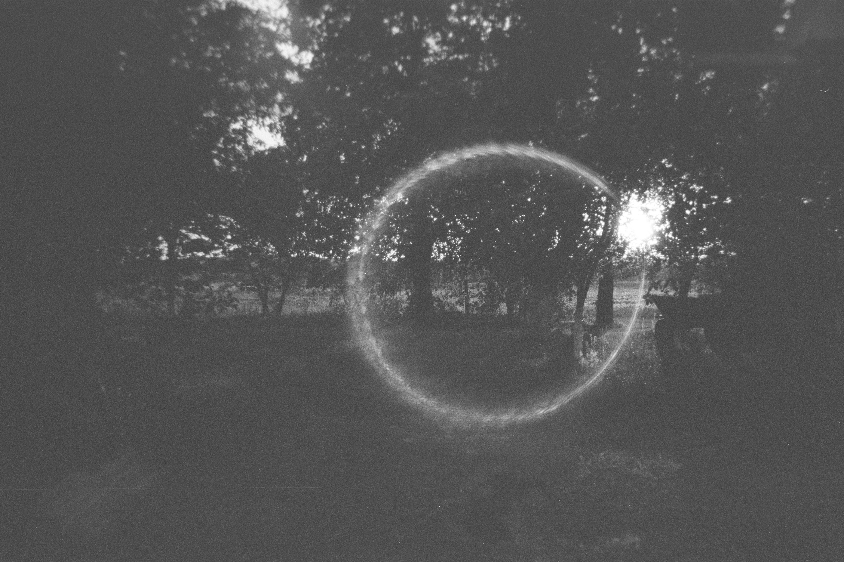 A bright circular lens flare in a black and white forest scene