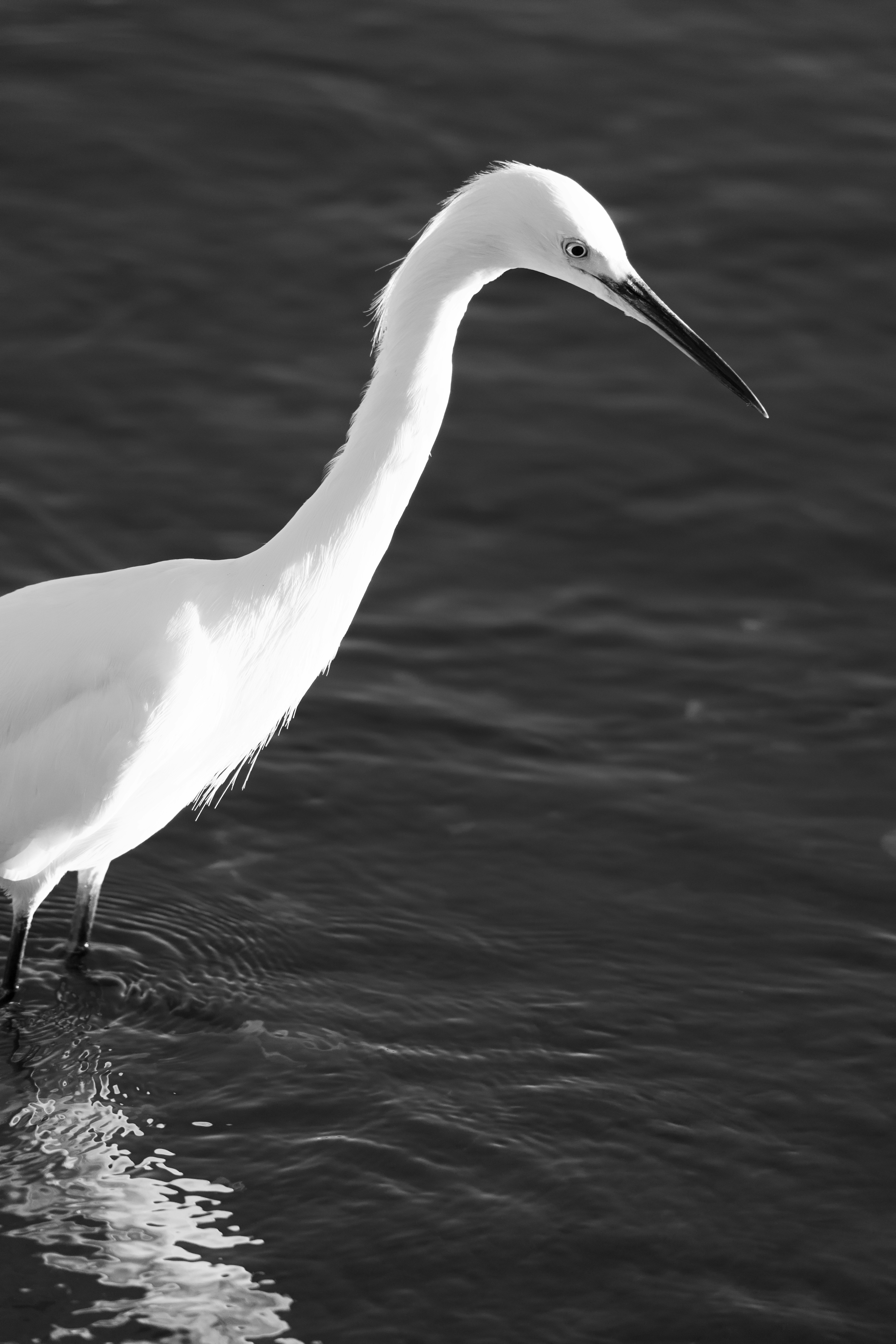 Un'iretta bianca in acque basse e scure in una fotografia in bianco e nero