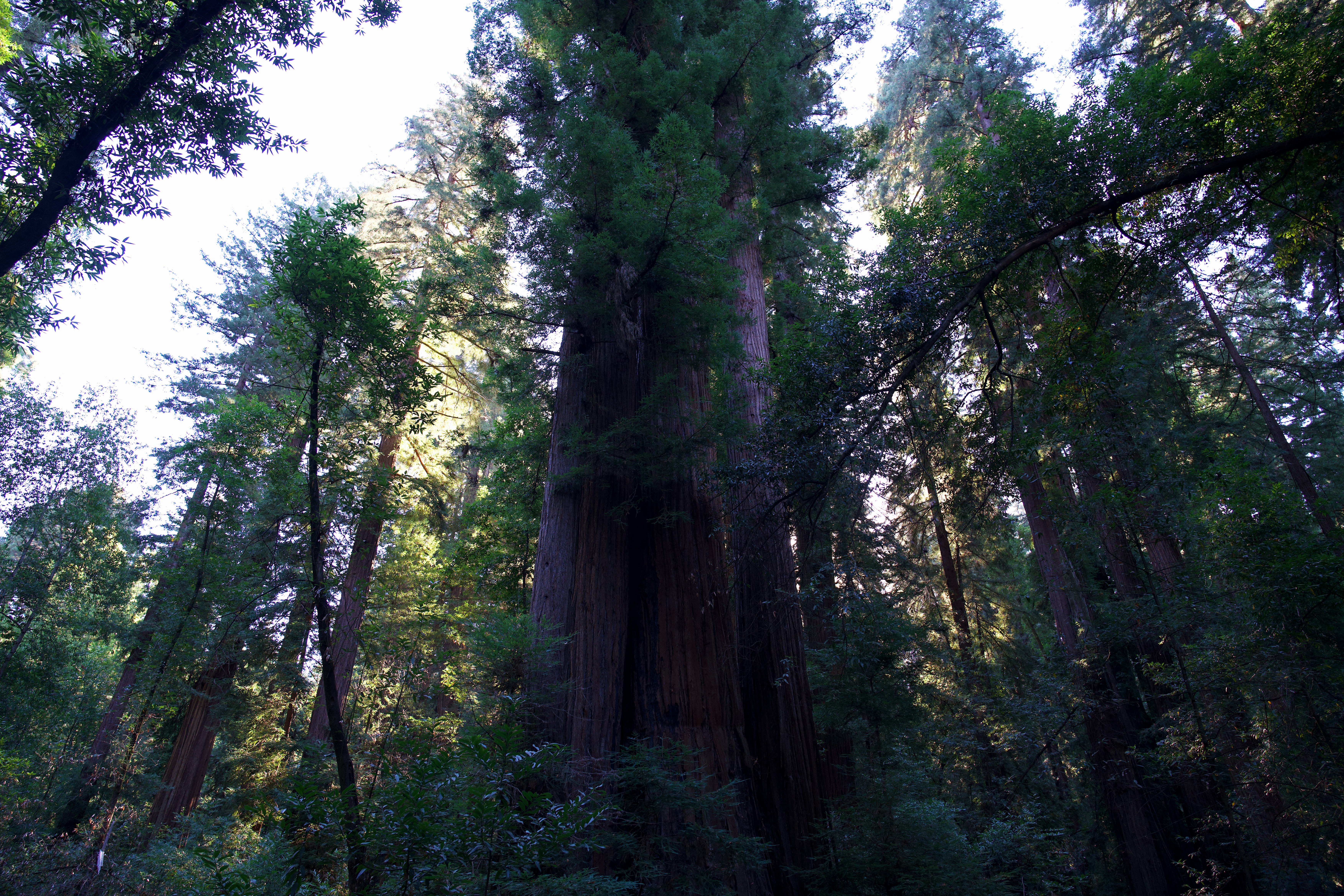 Altisonanti sequoie con corteccia spessa in una fitta foresta