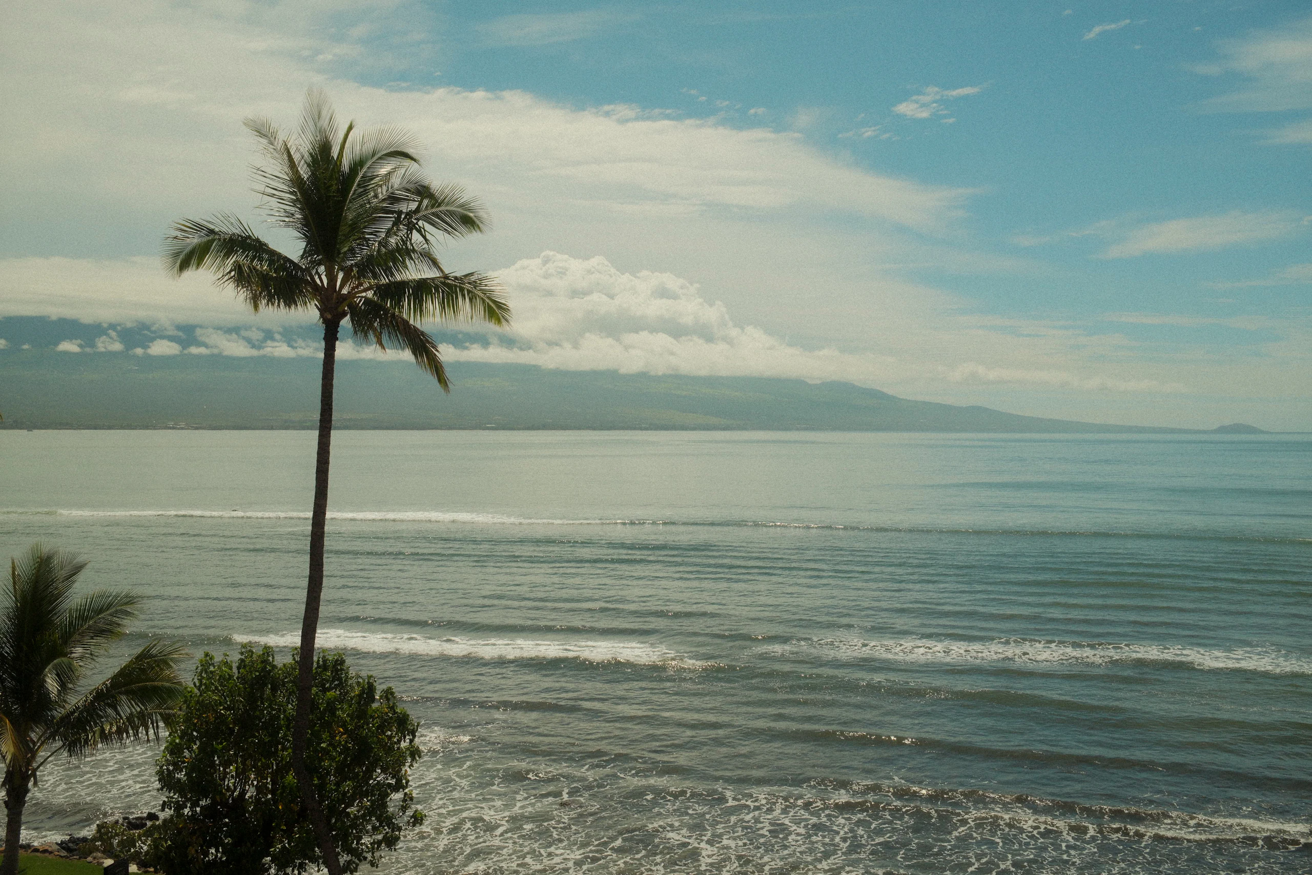 Palm tree above a calm ocean with mountains beyond