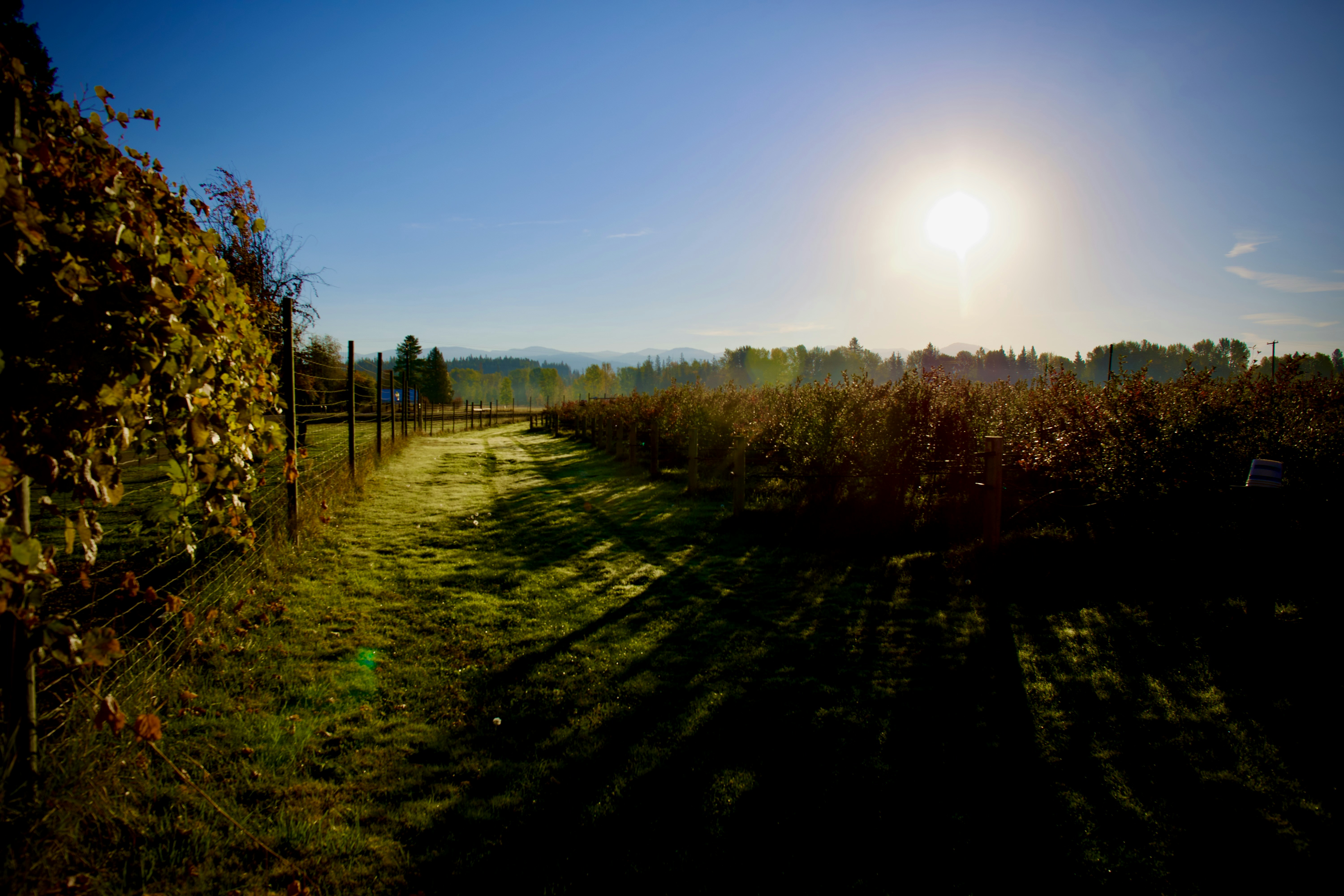 A grassy path between rows of bushes under a bright low sun