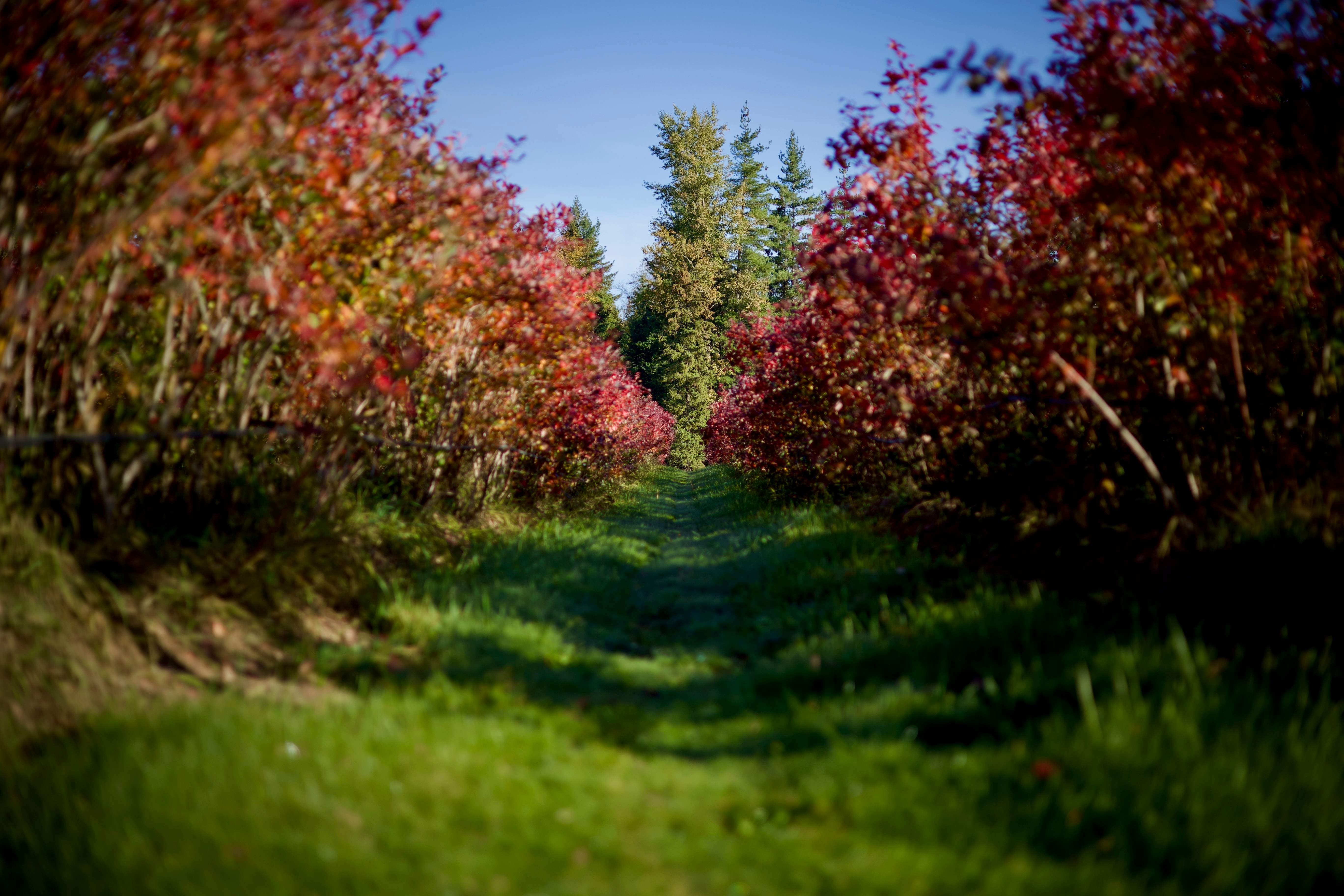 A grassy path between rows of vibrant red autumn blueberry bushes under a clear blue sky