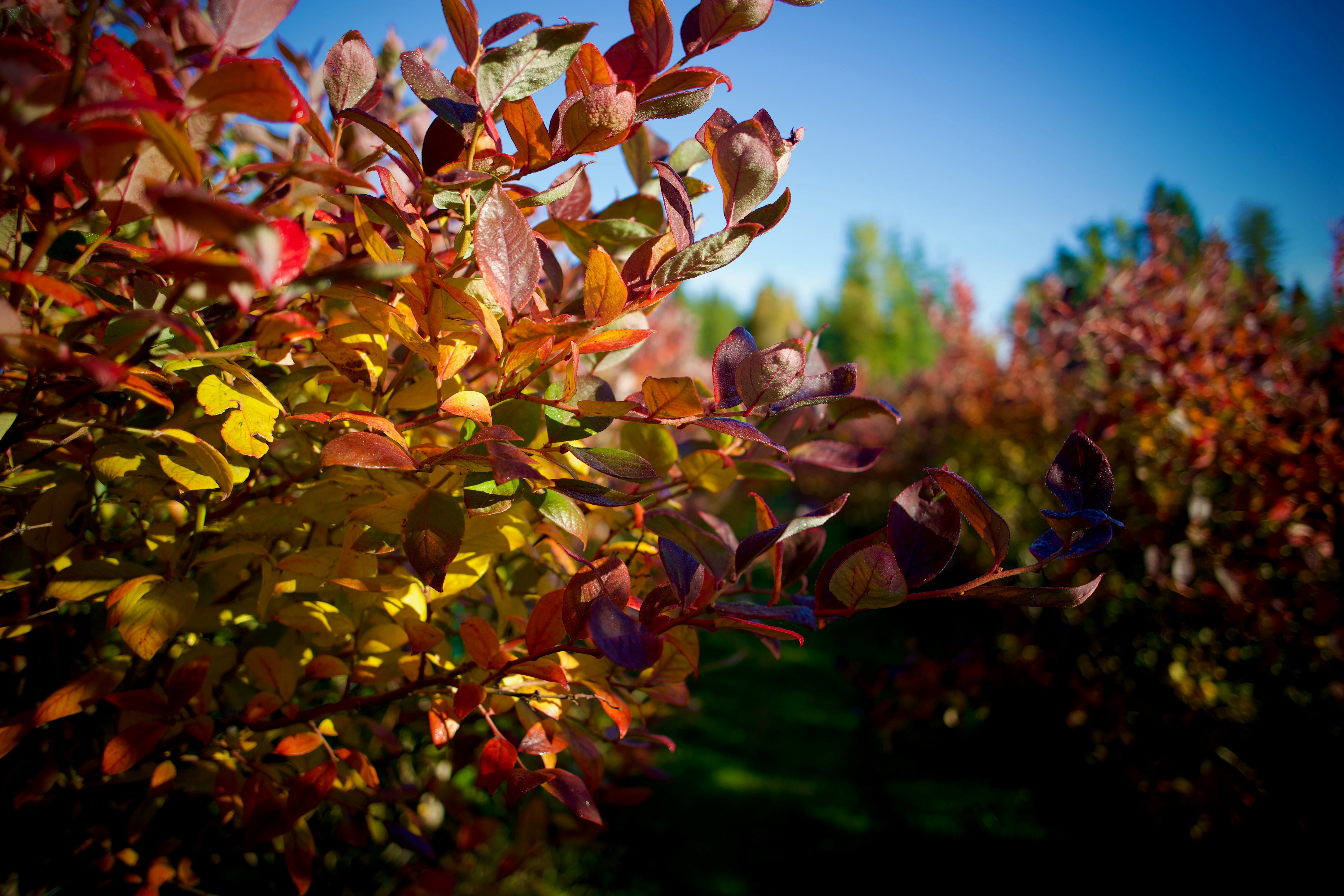 A blueberry bush with vibrant red and yellow autumn leaves under a clear blue sky