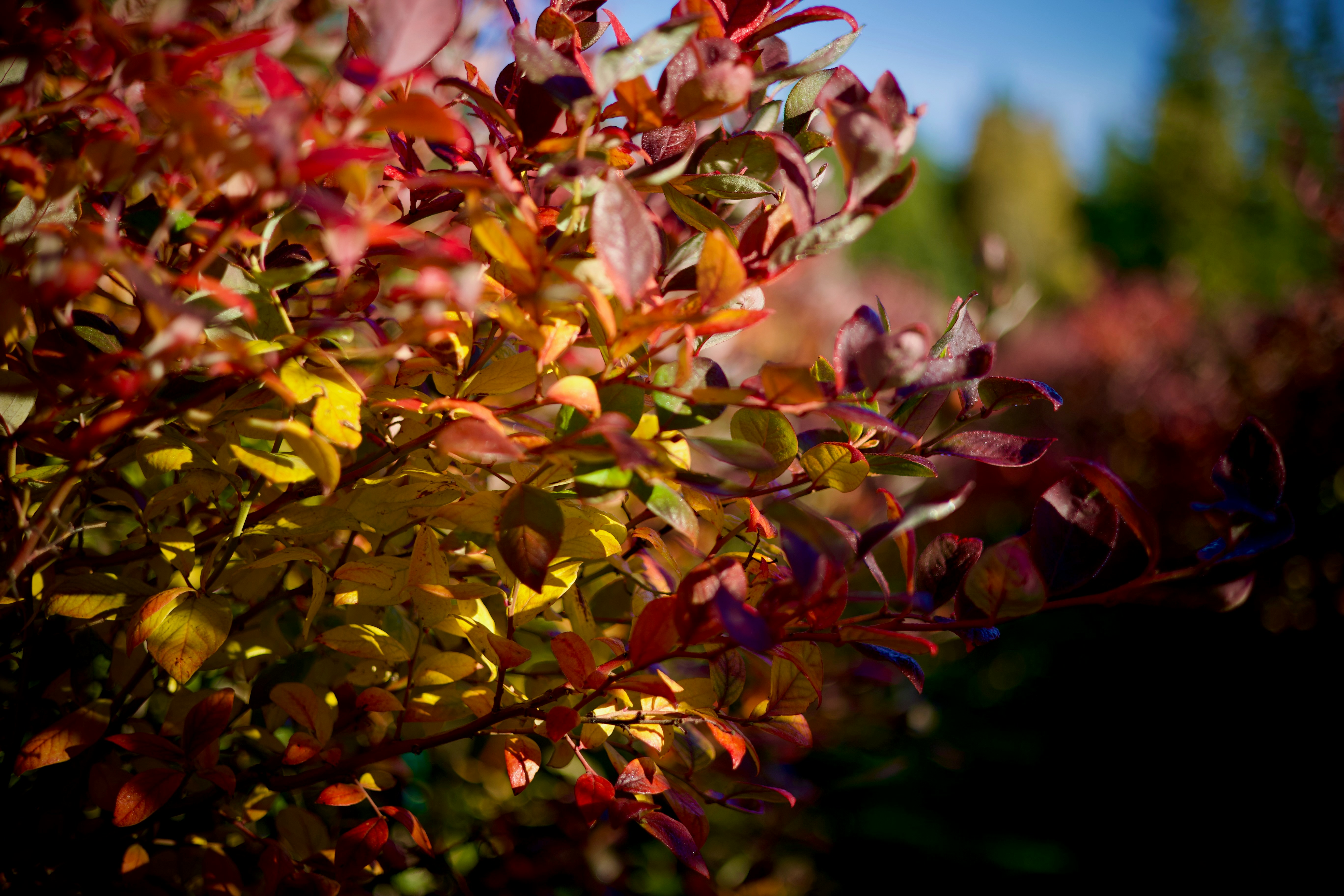Vibrant red and yellow autumn leaves on a bush in bright sunlight