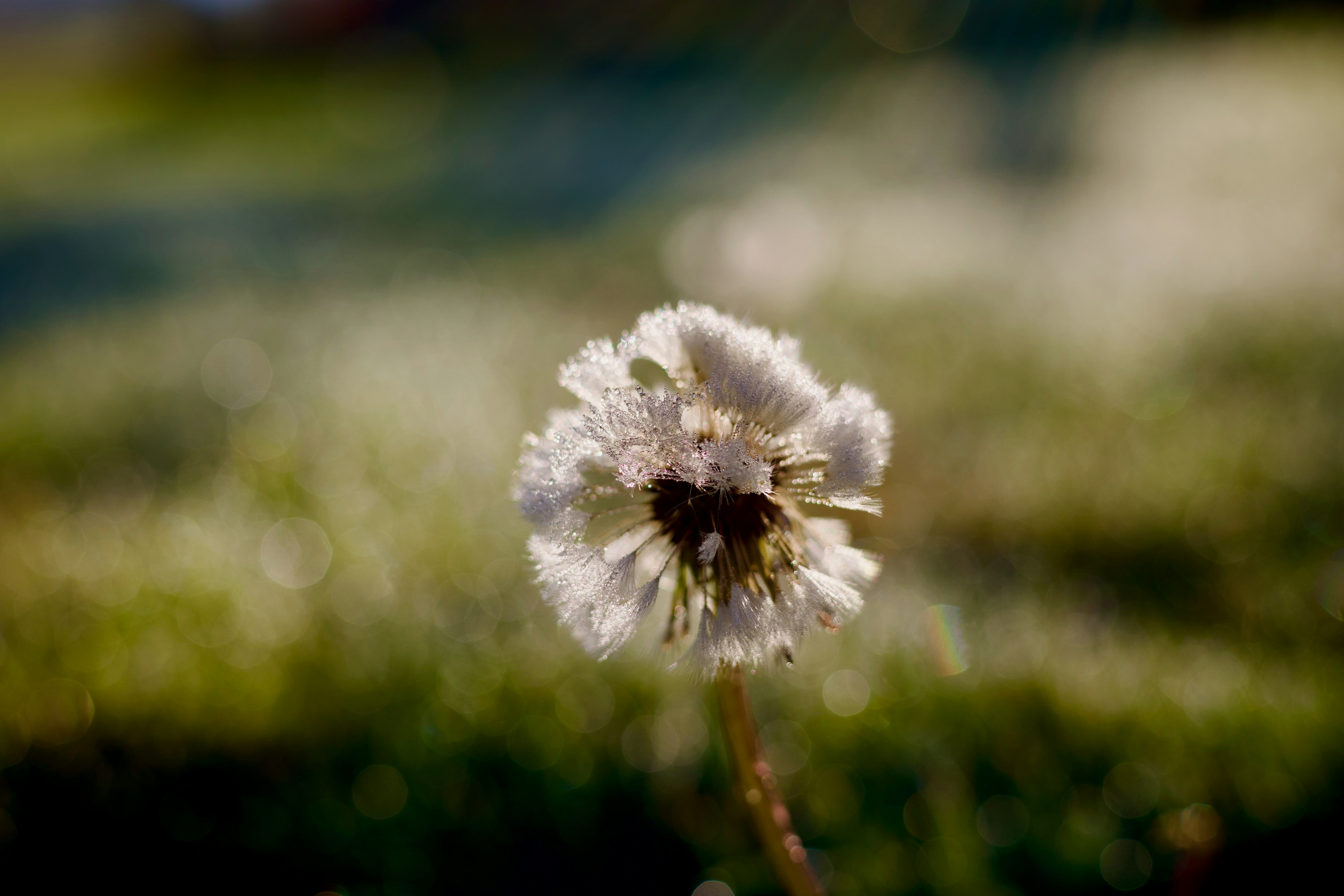 A dandelion seed head covered in morning dew against a soft green bokeh background