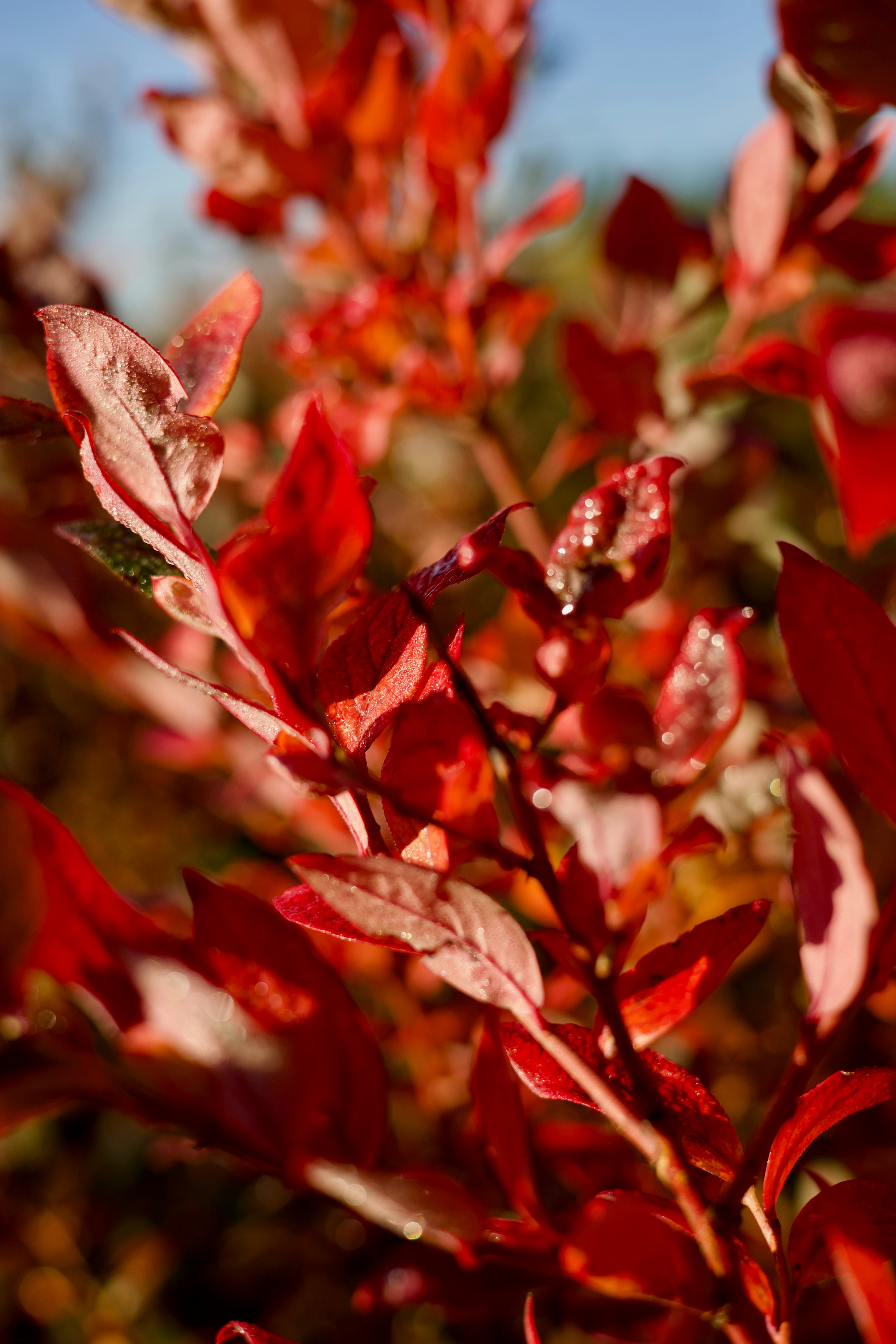 Vibrant red leaves on a branch in bright sunlight with a soft blurred background