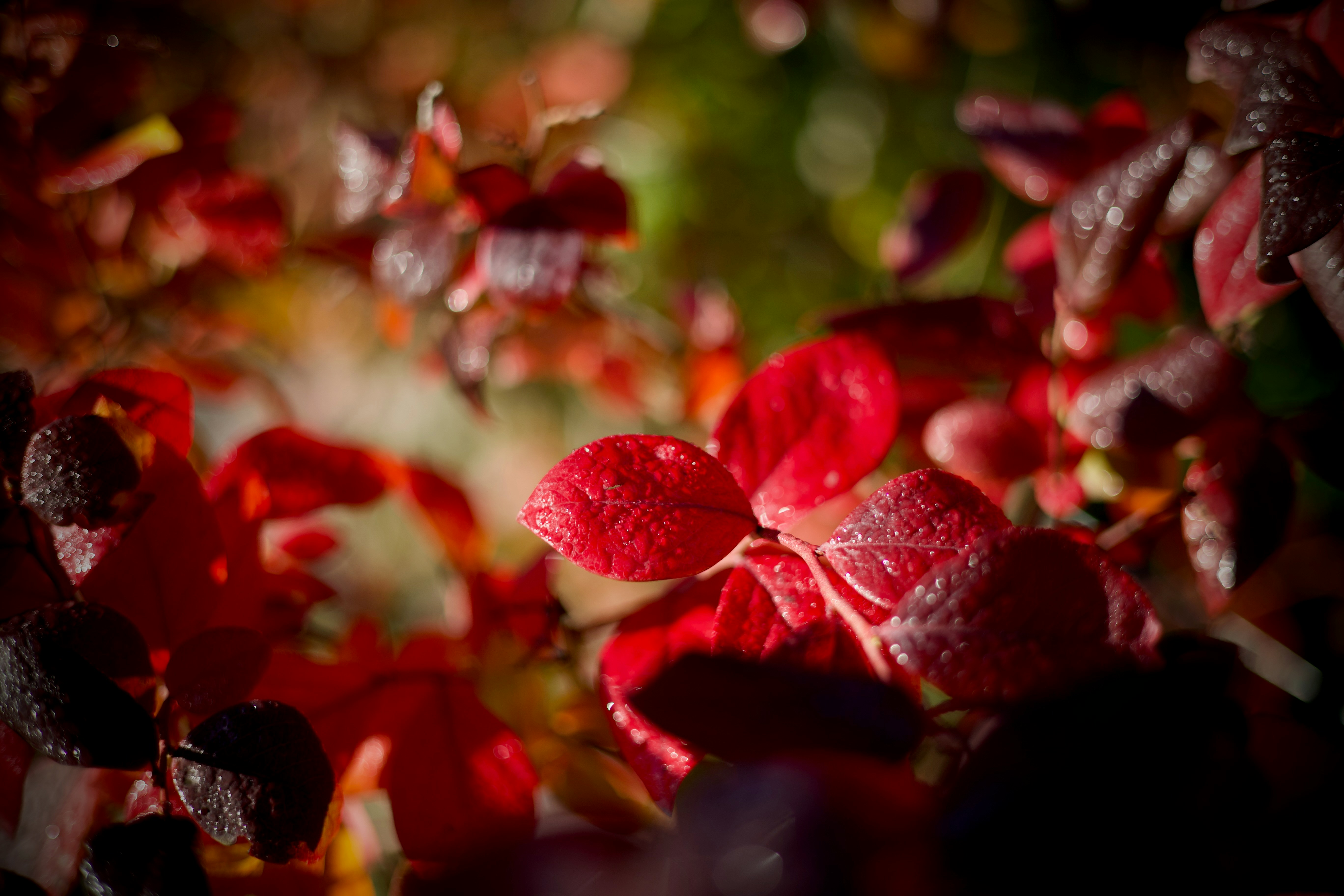 Vibrant red leaves covered in tiny water droplets with a soft bokeh background