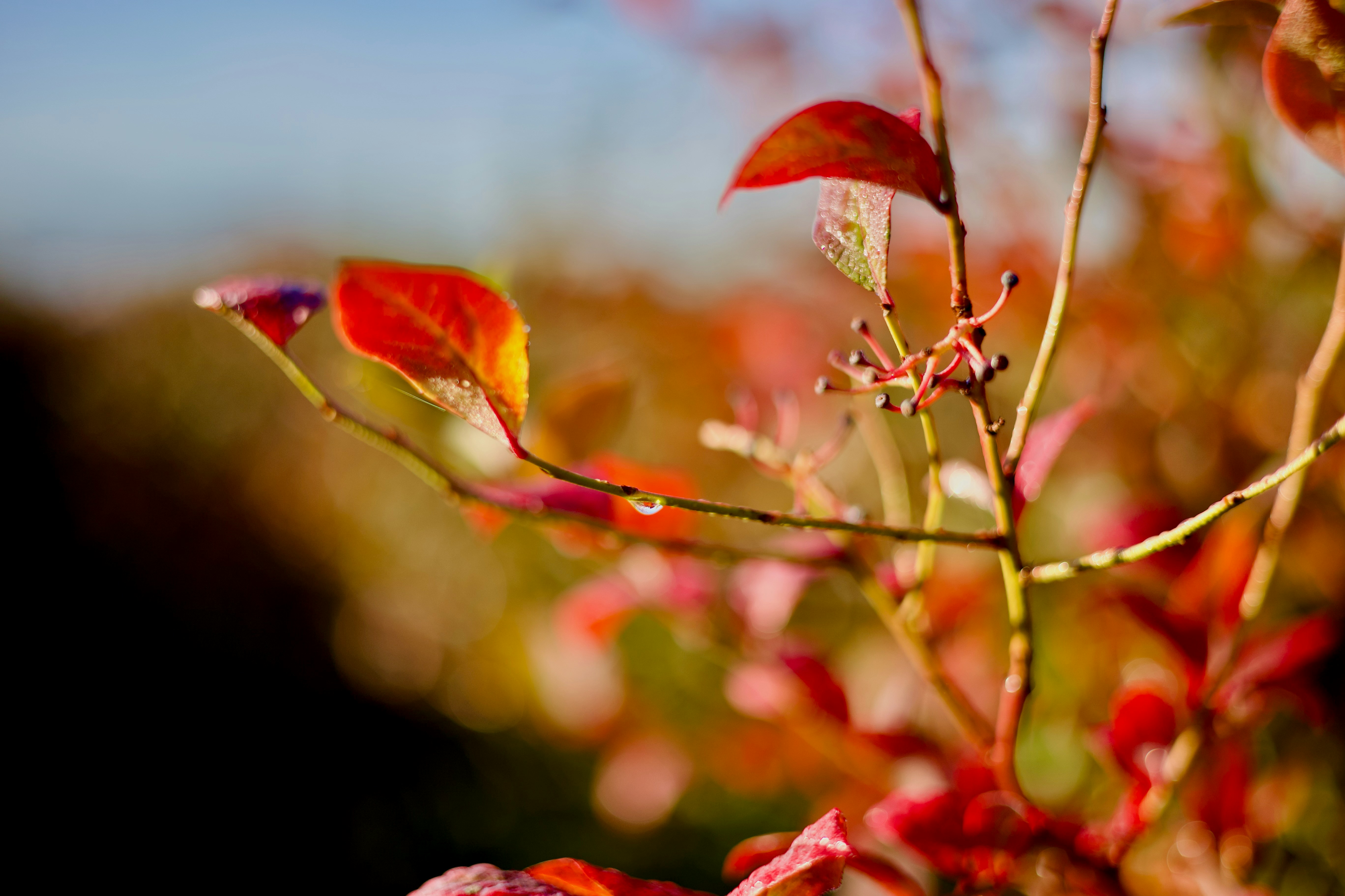 A single dewdrop on a thin branch with vibrant red autumn leaves