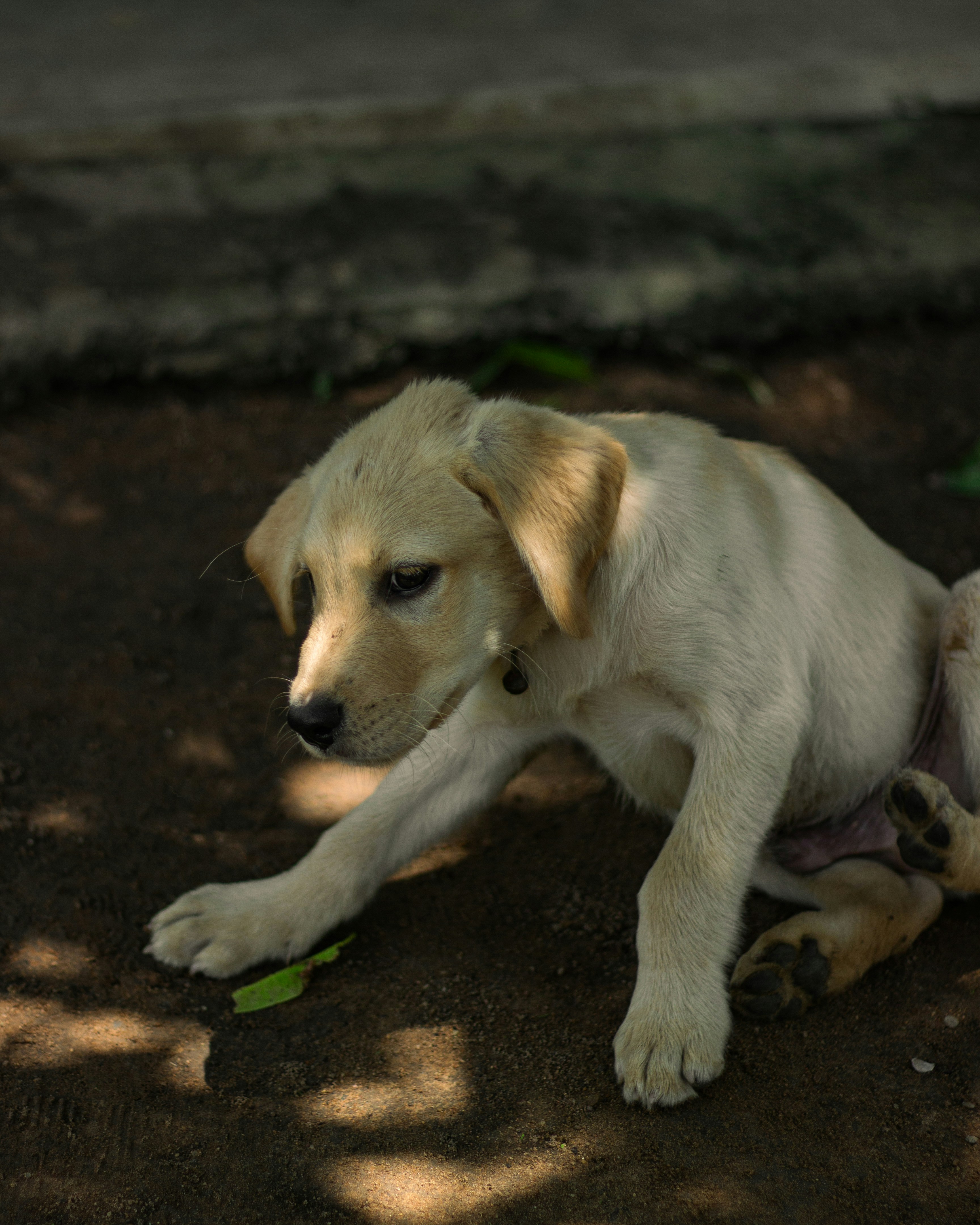 Yellow puppy stretching on dirt ground - Free Photo on Unsplash