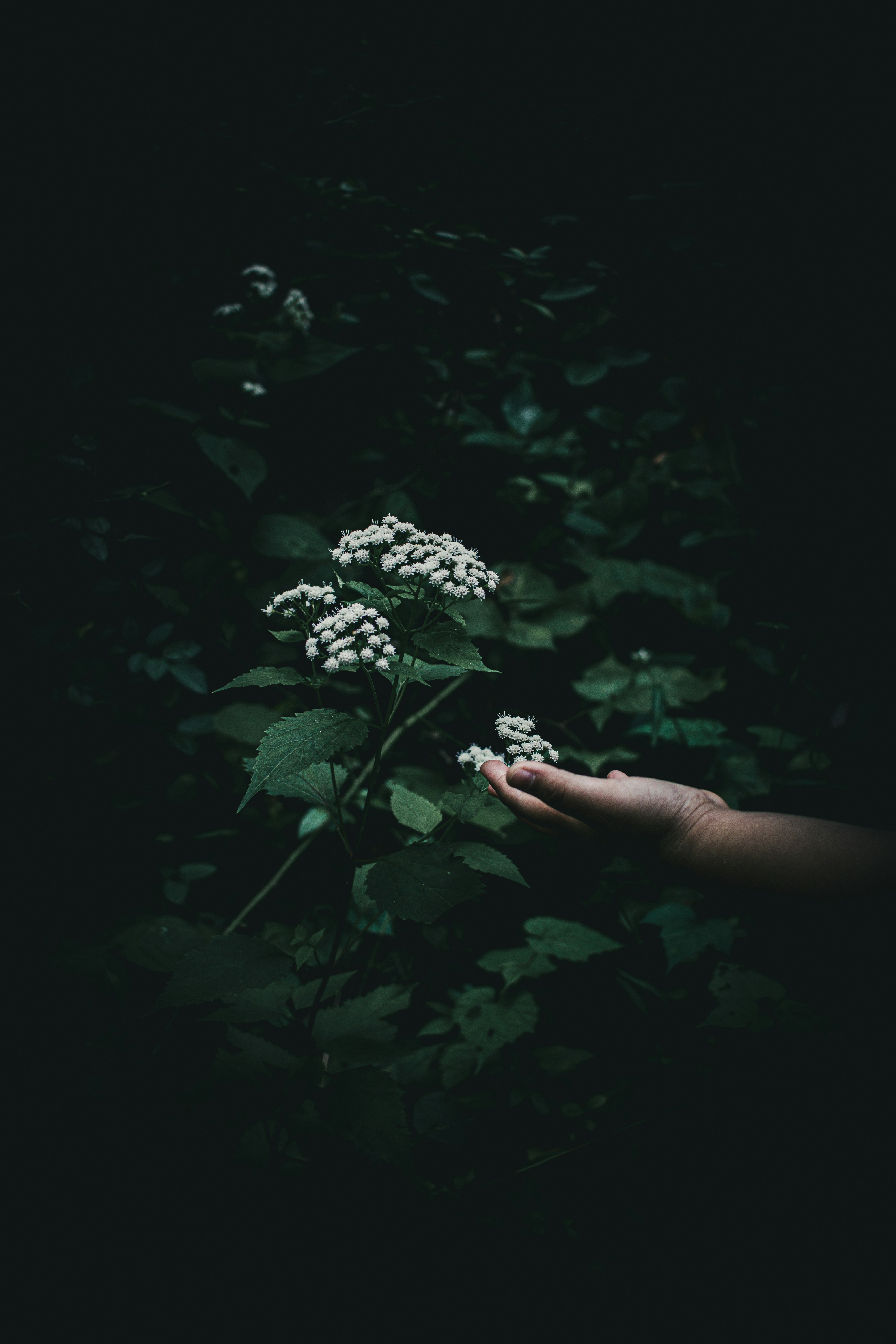 Person reaching for white forest flowers - Free Photo on Unsplash