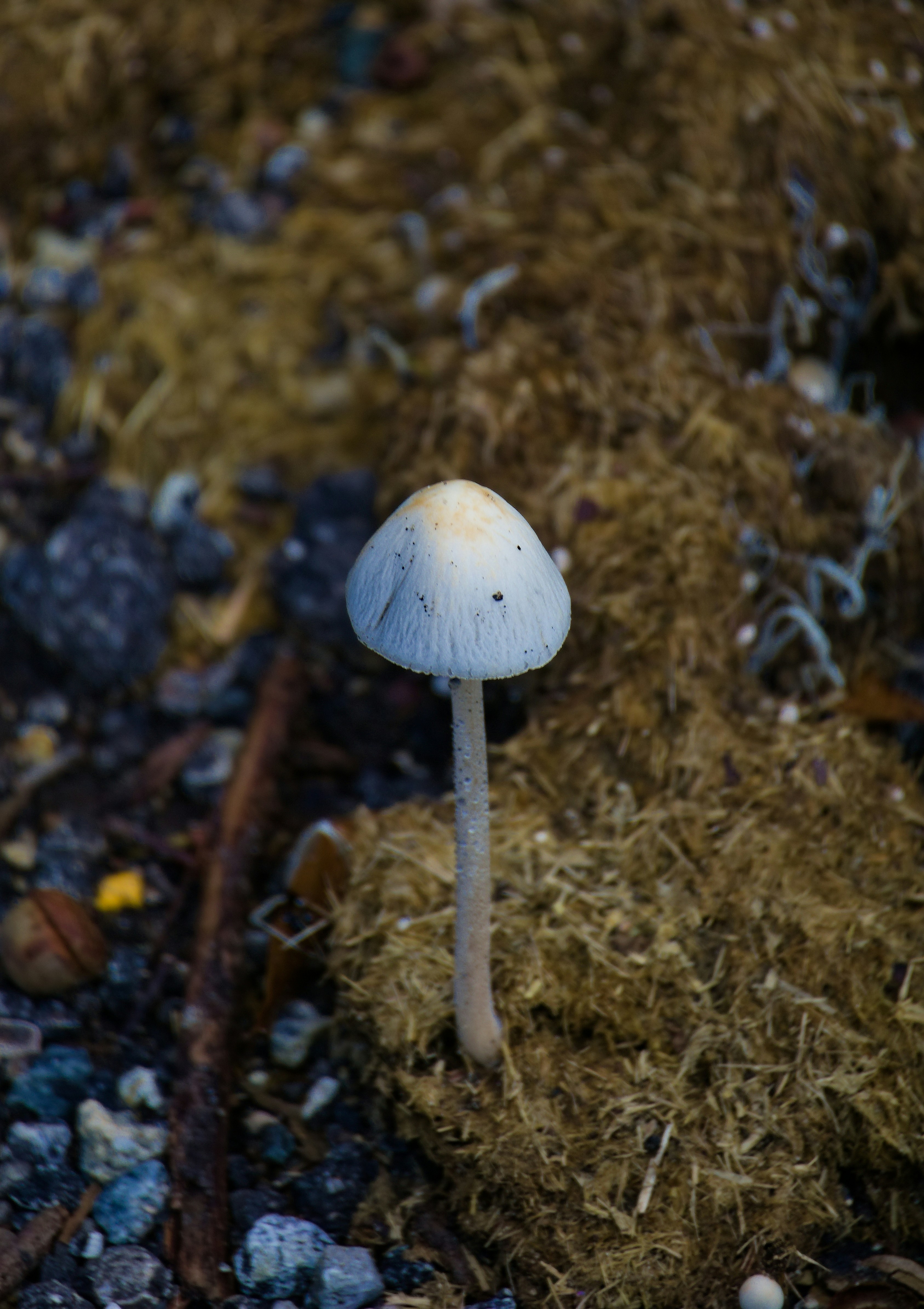 A single pale mushroom with a conical cap growing from a patch of fibrous organic matter