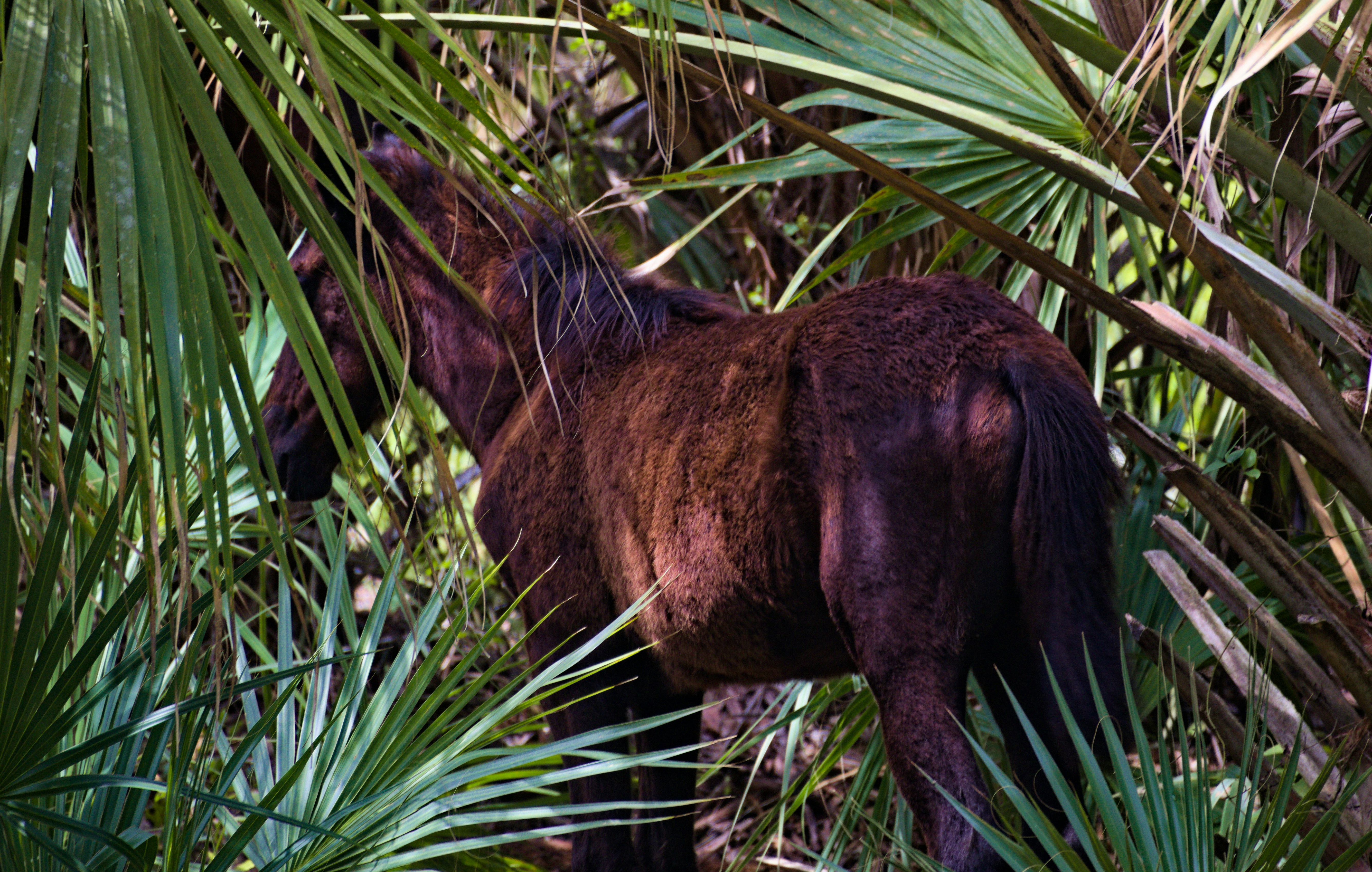 A dark brown horse standing among dense green palm fronds in a forest
