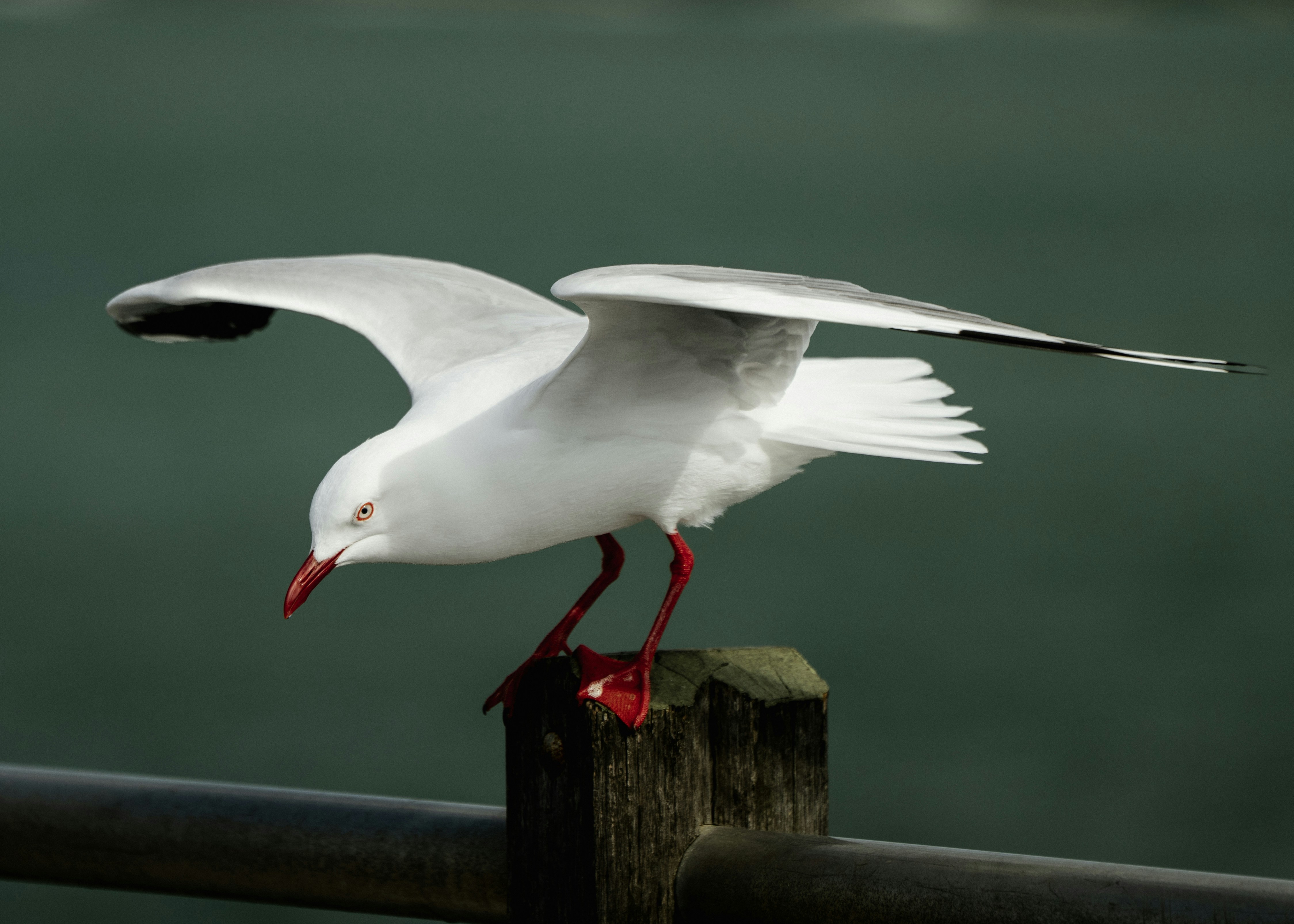 A red-billed gull with wings spread wide perched on a wooden post above dark water
