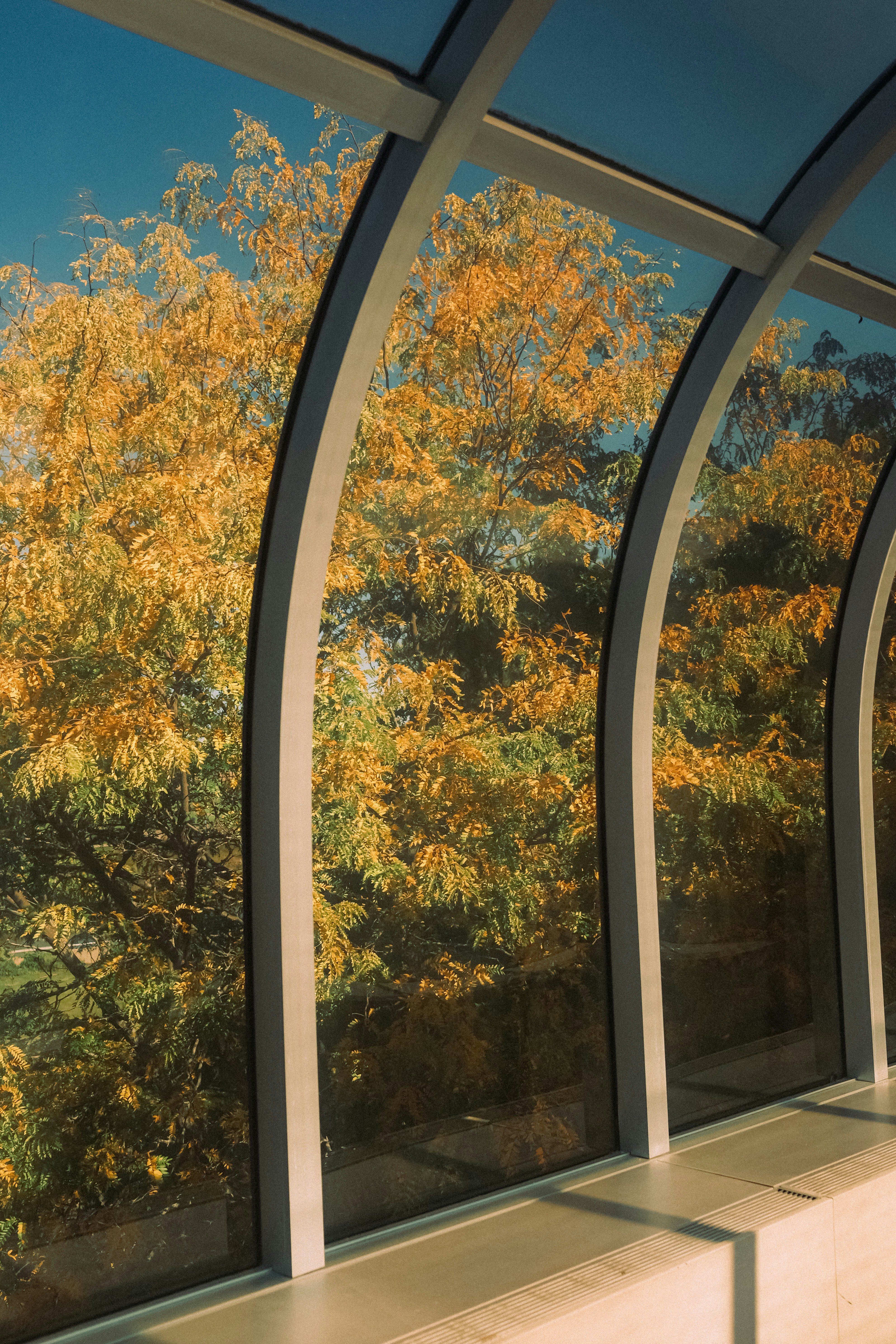 Autumnal trees with golden leaves viewed through a curved glass walkway
