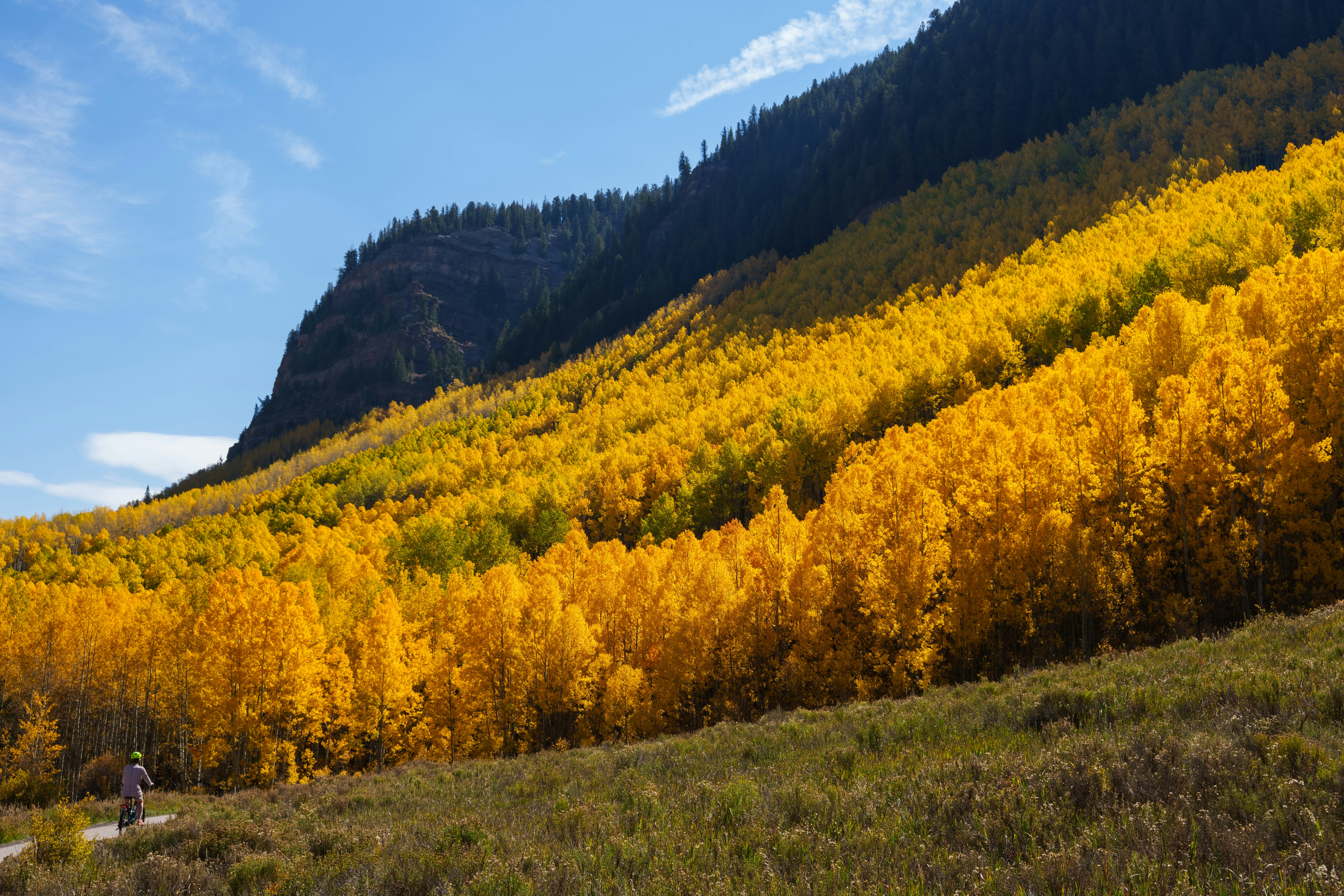 Cyclist on path by yellow aspens - Free Photo on Unsplash
