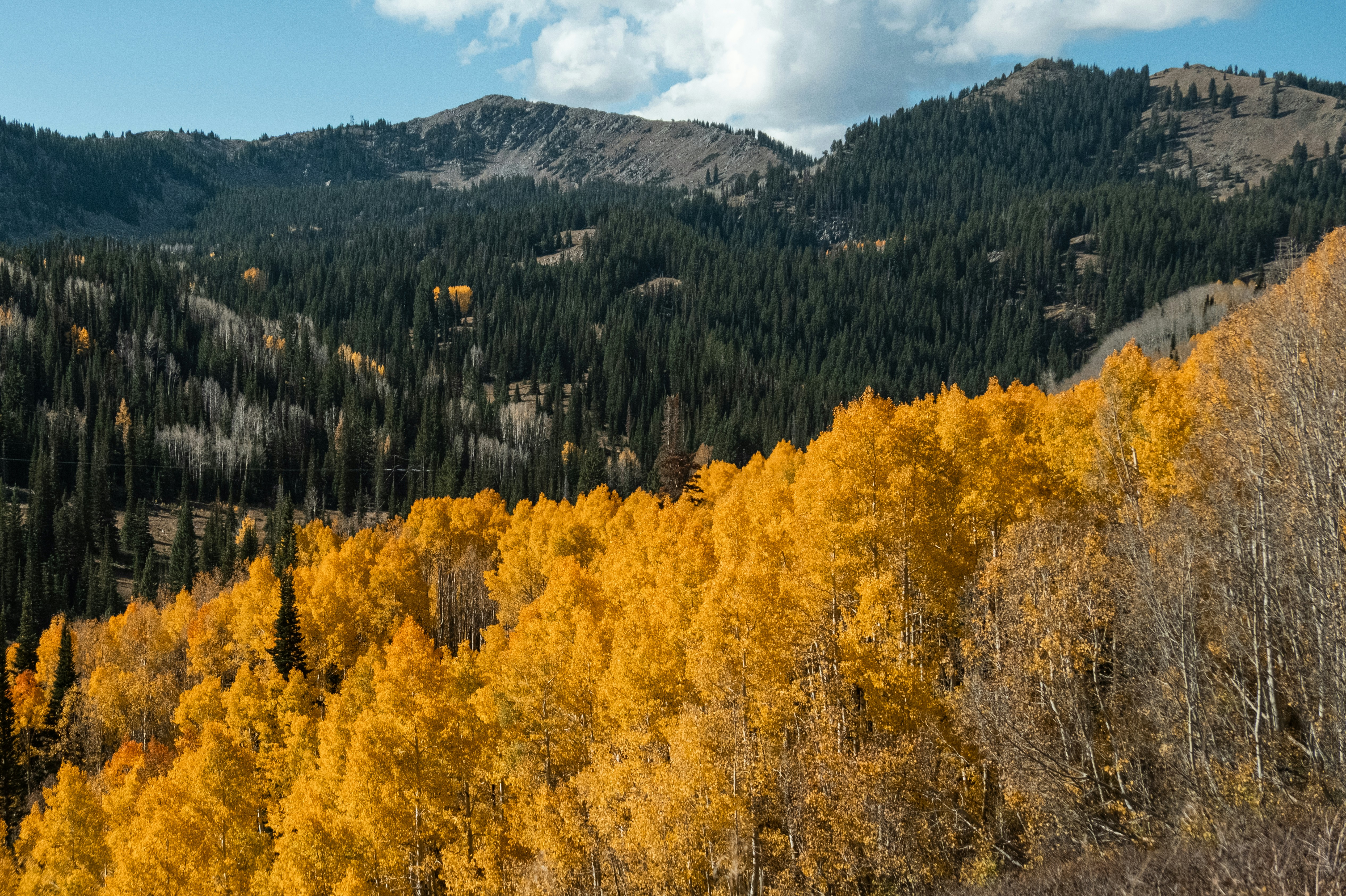 Golden aspen trees on mountain slope - Free Photo on Unsplash