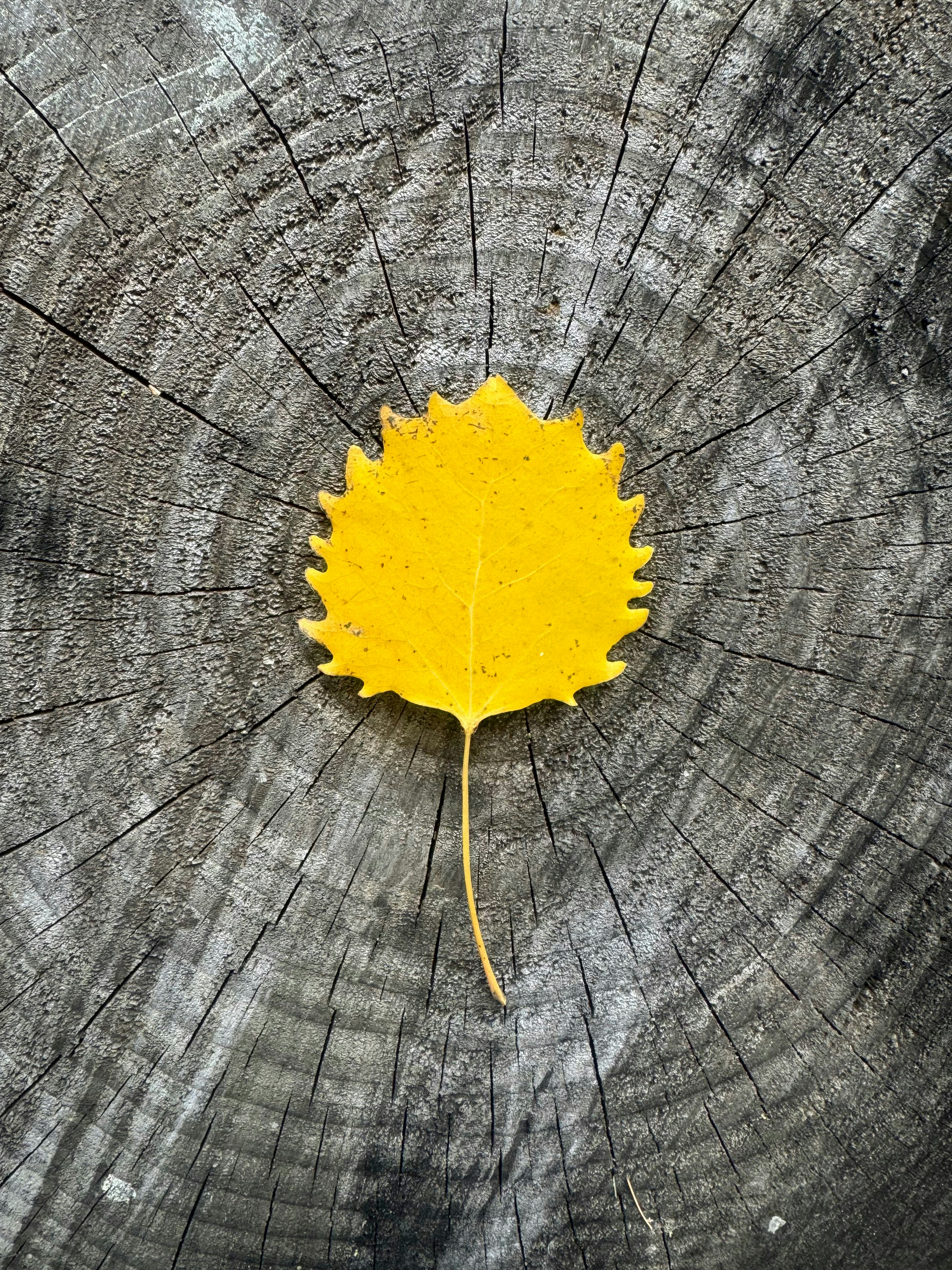 Yellow aspen leaf on tree stump - Free Photo on Unsplash