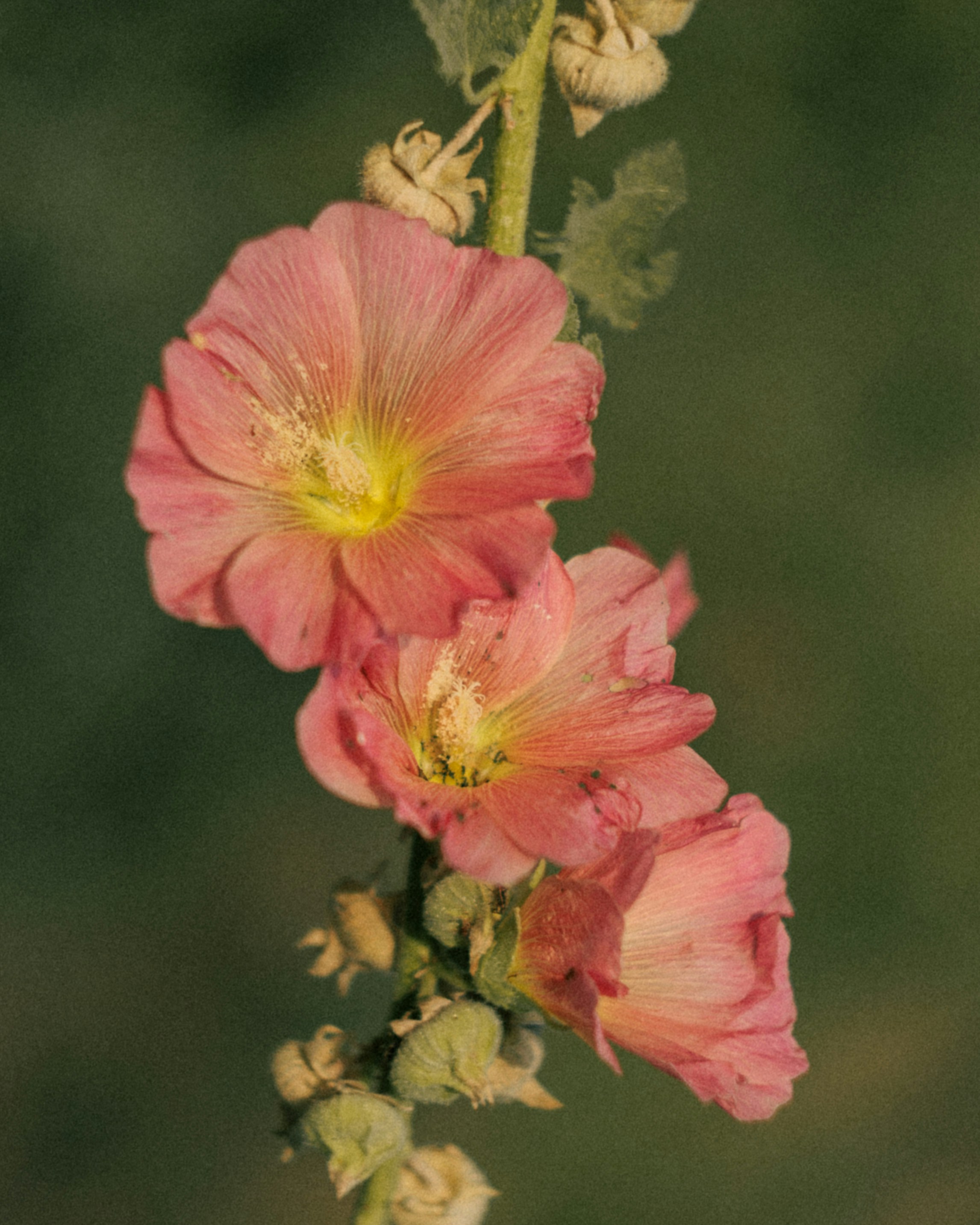 Three pink hollyhock flowers blooming on a tall green stalk against a blurred background