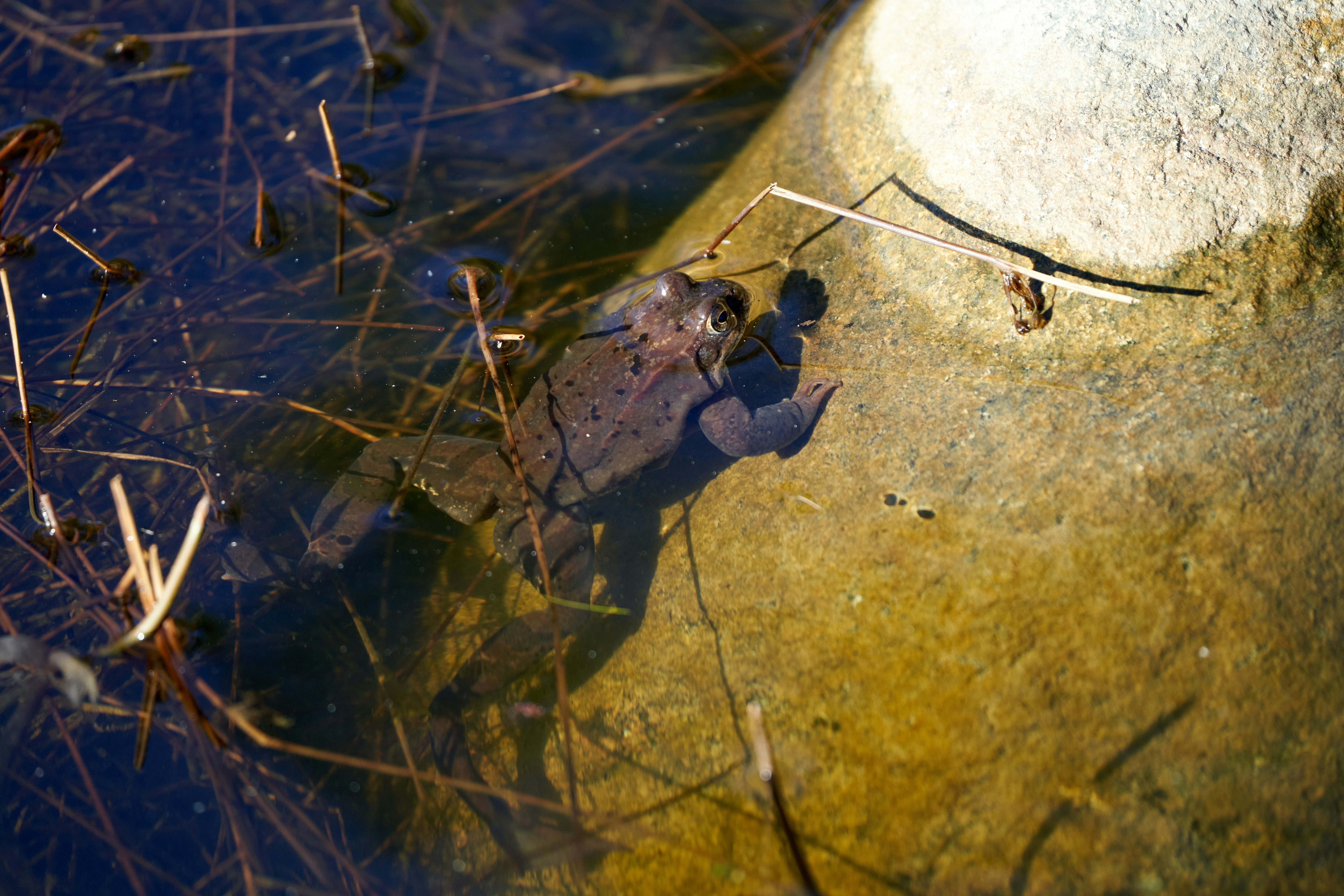 A brown frog resting in shallow water beside a large smooth rock