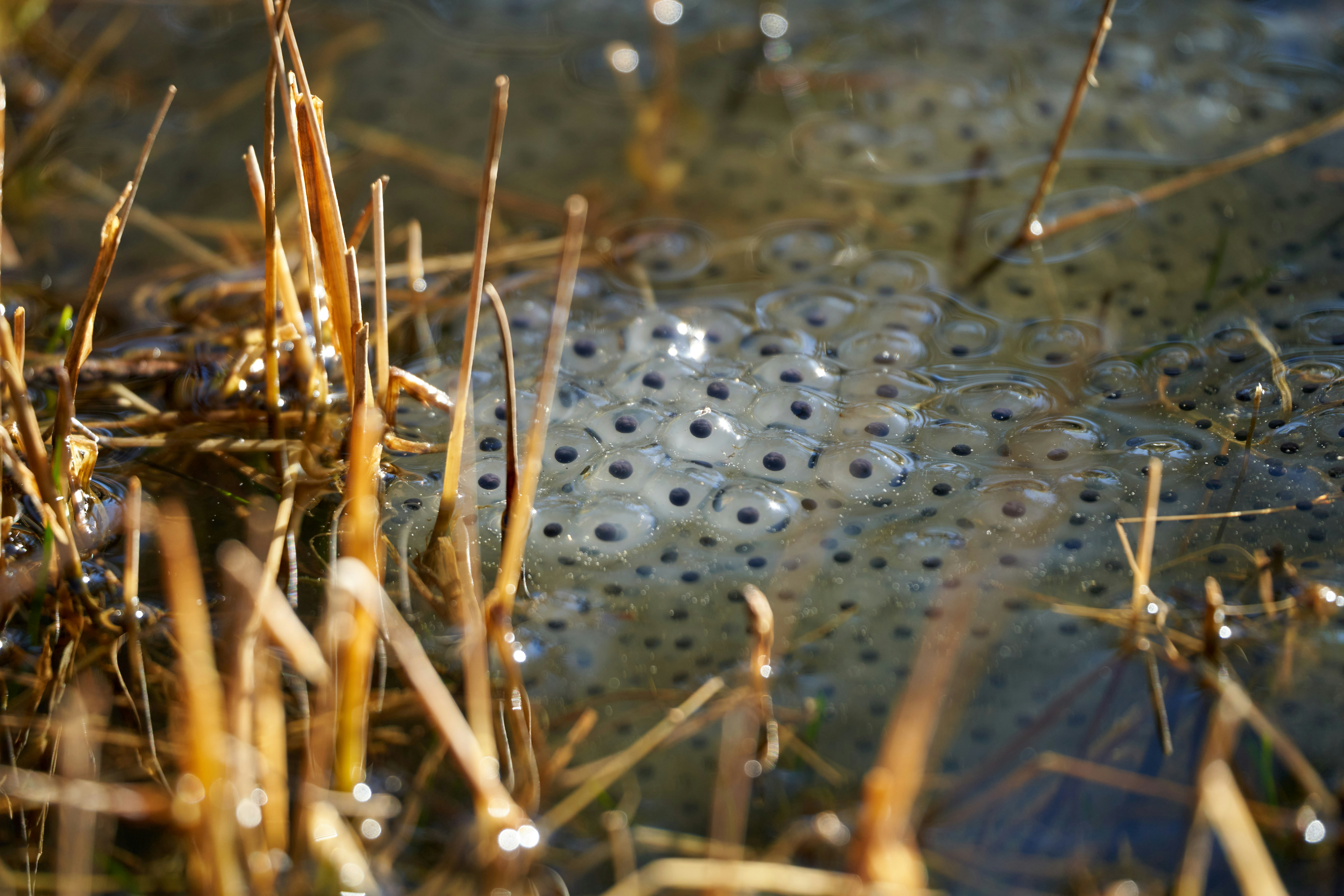 A cluster of frog eggs in clear jelly floating among dry reeds in shallow water