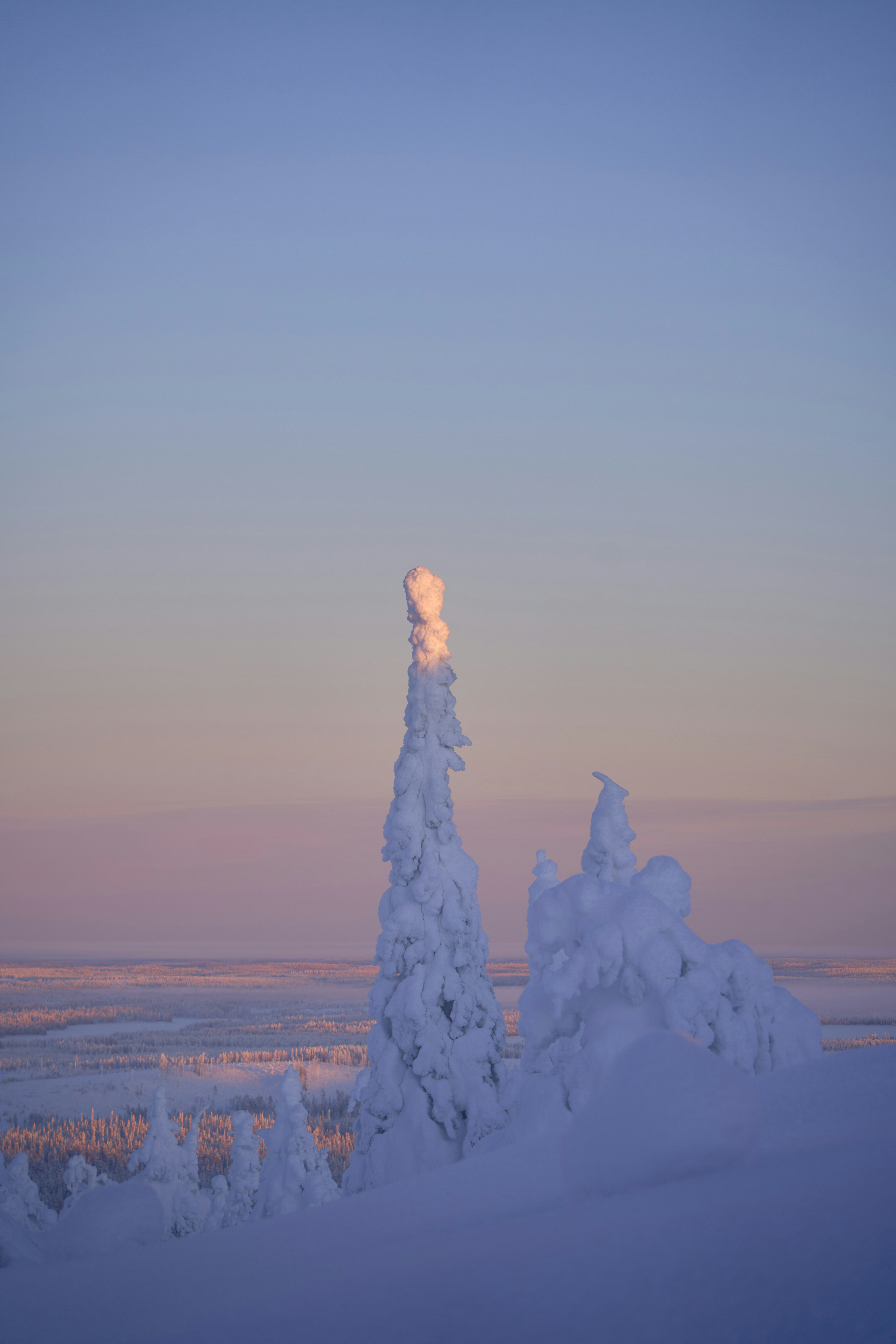 Snow-covered trees on a hillside under a soft pink and blue sky