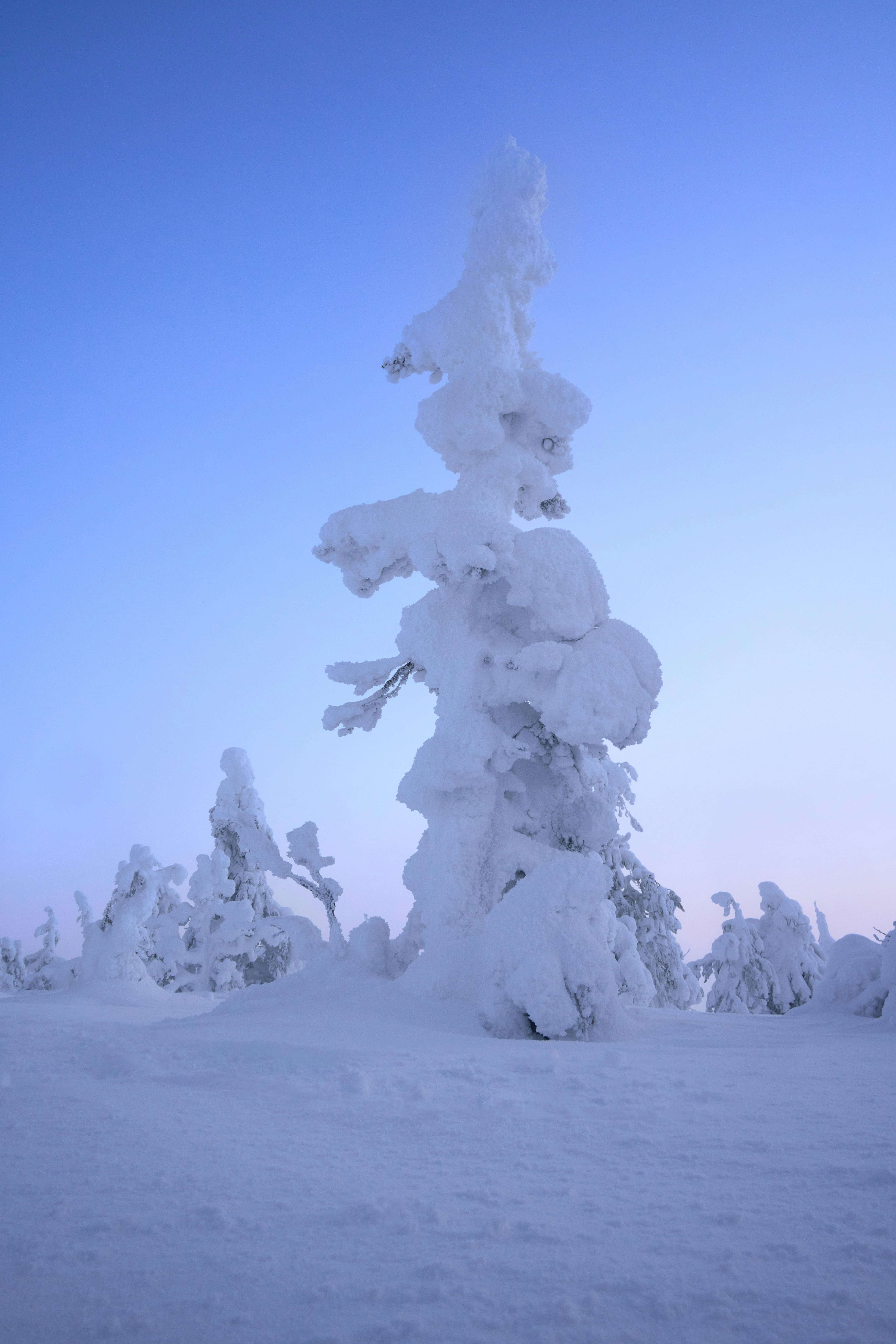 Snow-covered trees in frozen landscape - Free Photo on Unsplash
