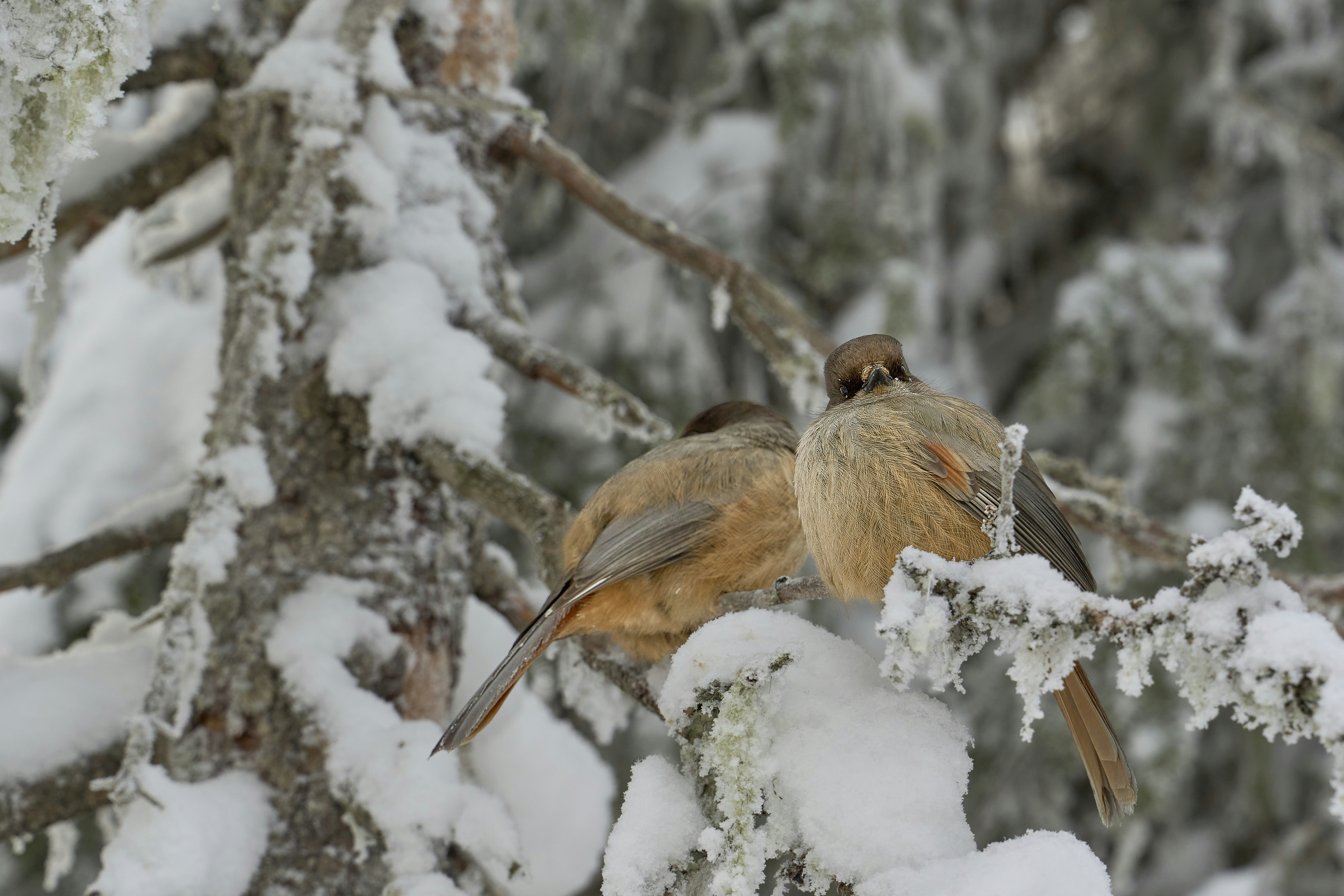 Two Siberian jays perched on a snow-covered pine branch in winter