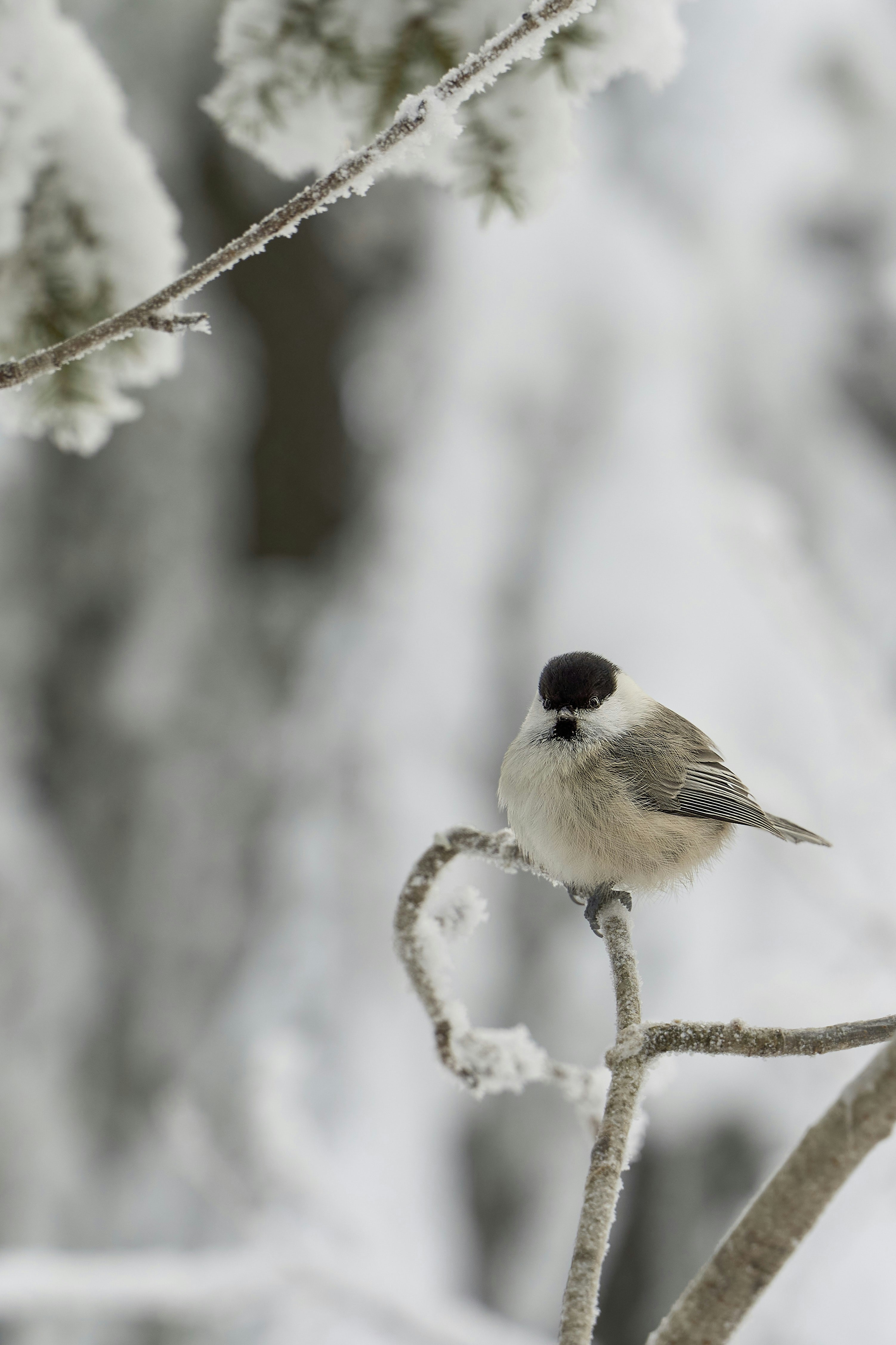 A willow tit perched on a frost-covered branch in a snowy forest