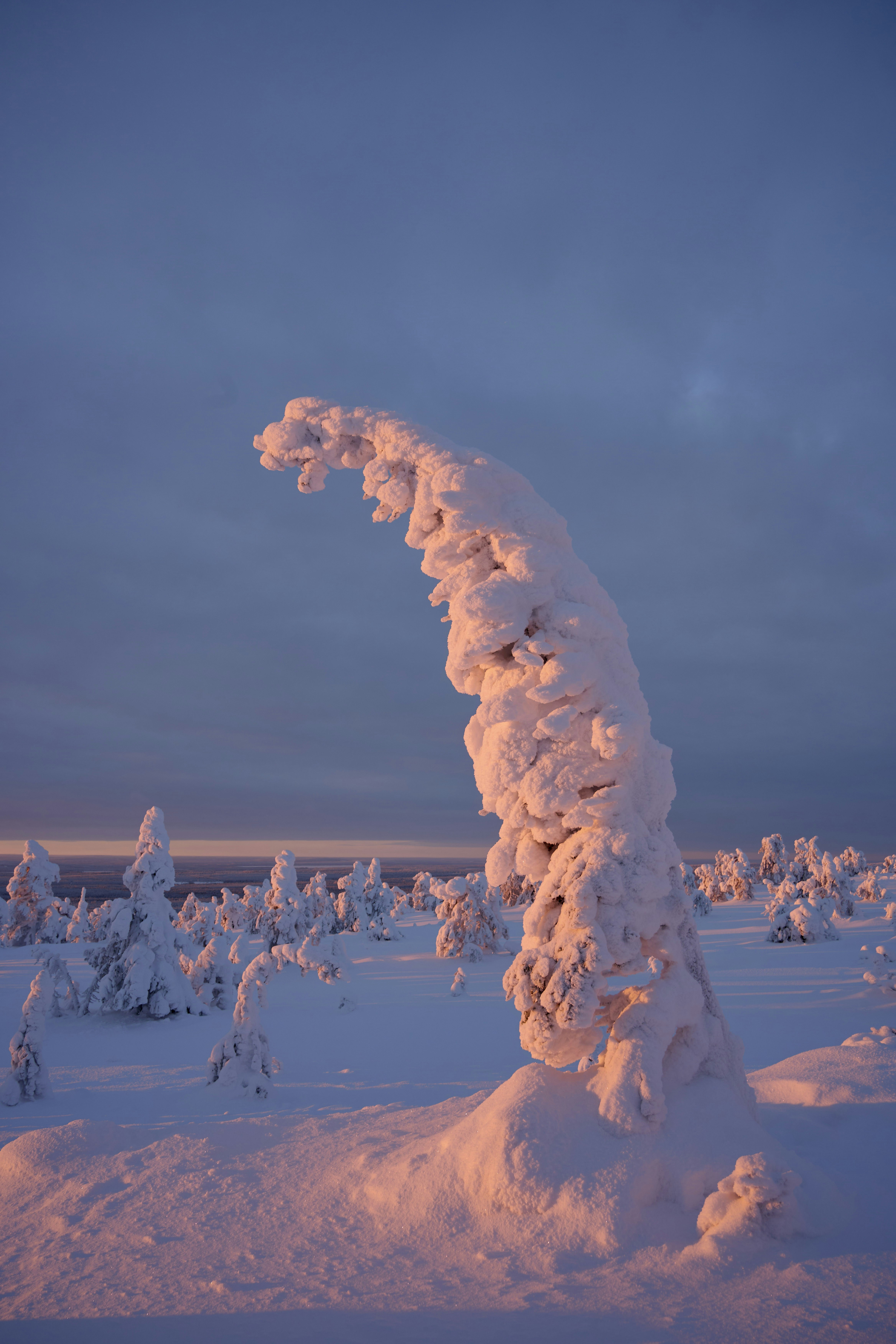A snow-covered tree bent by wind in a vast winter landscape at golden hour
